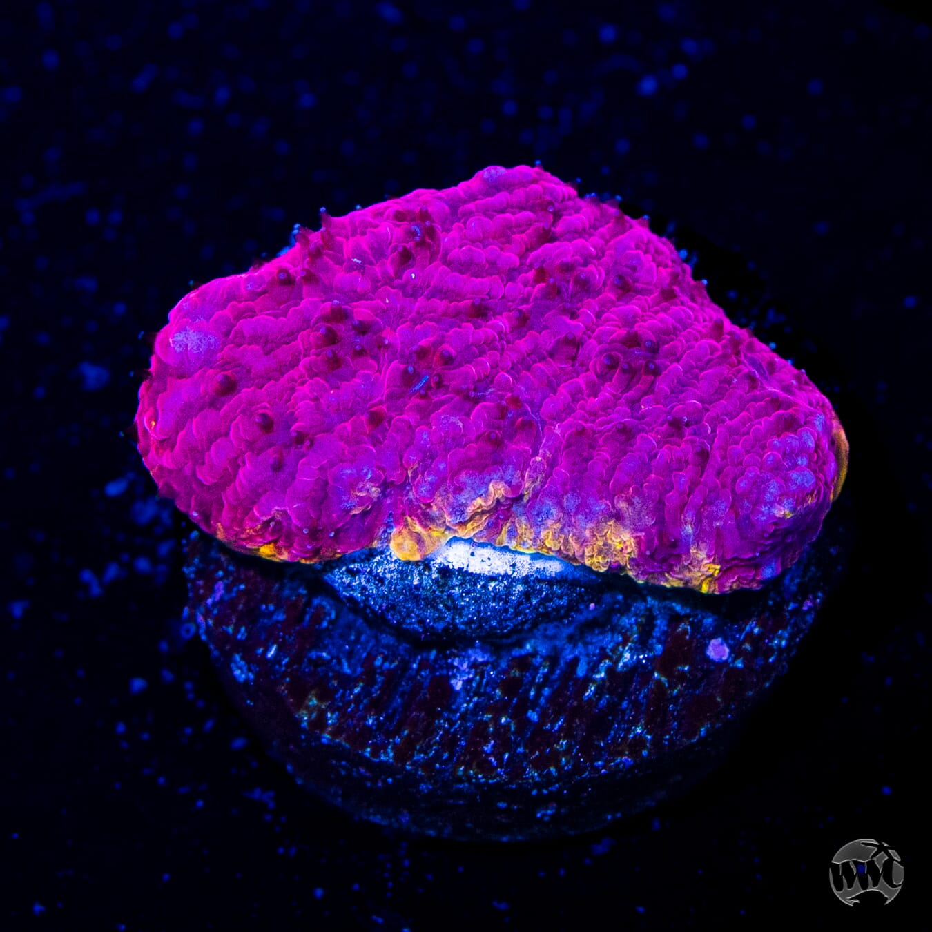 WWC Immolation Lithophyllon