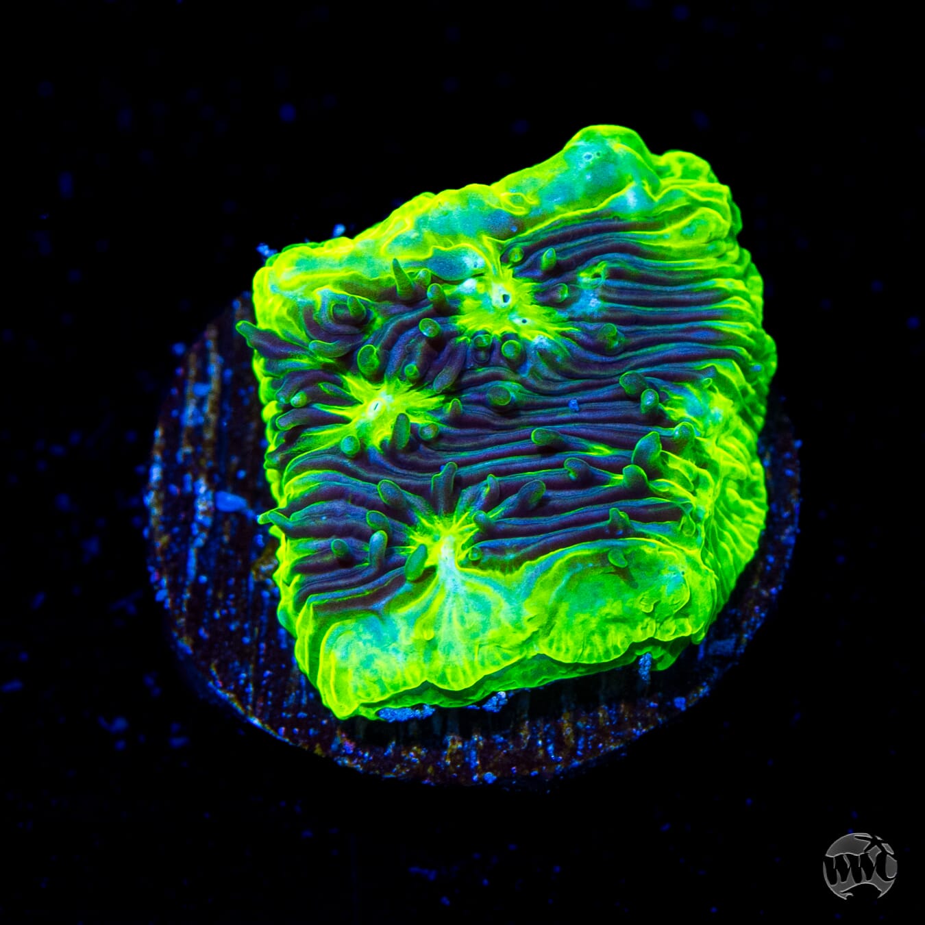 WWC Kiwi Lithophyllon