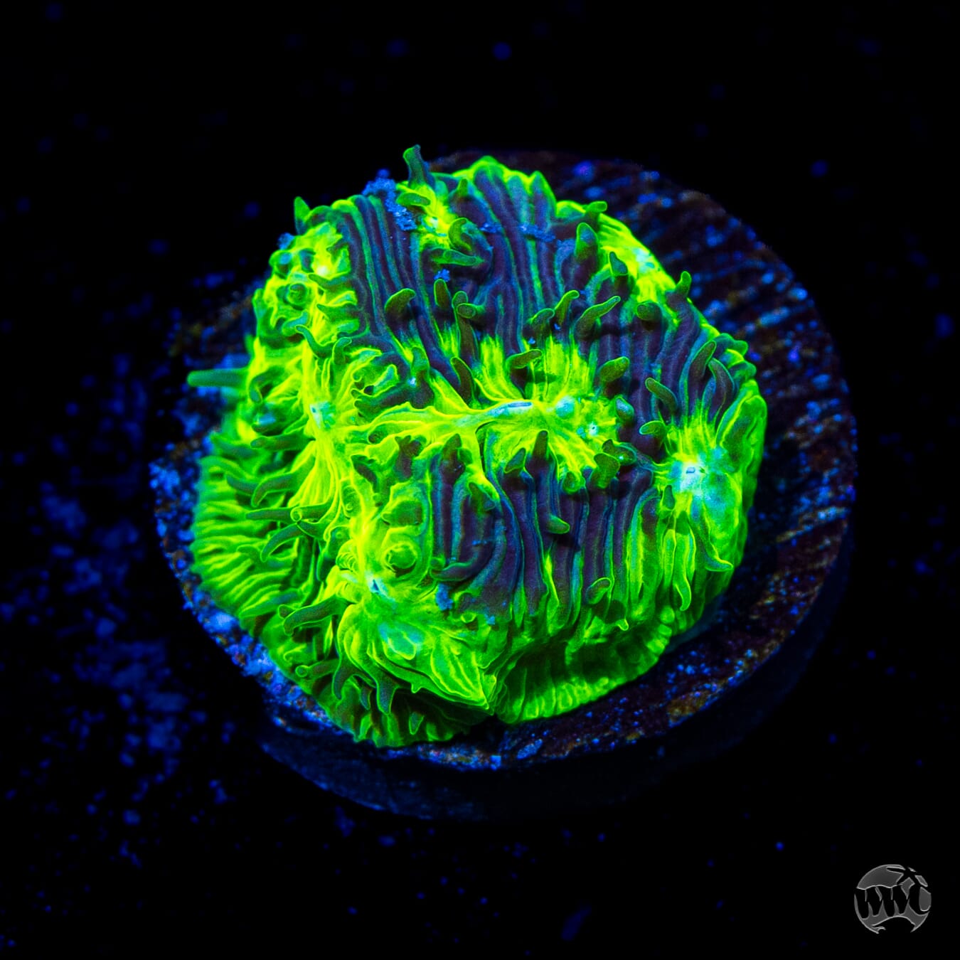 WWC Kiwi Lithophyllon