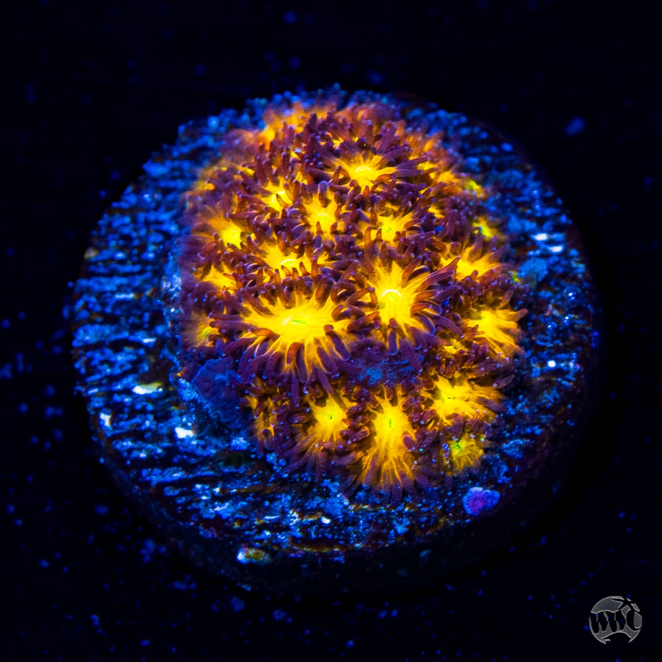 WWC Burning Leptastrea