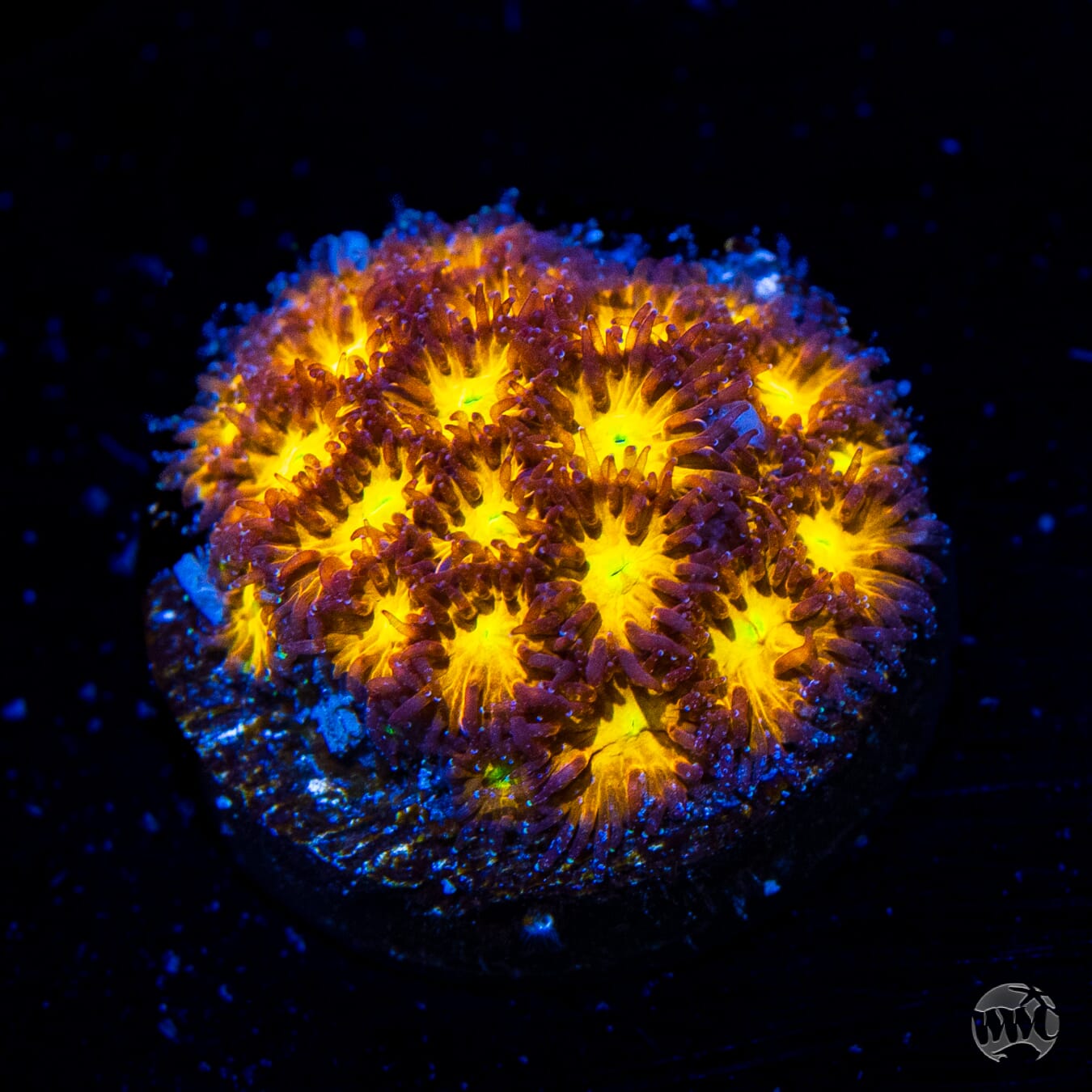 WWC Burning Leptastrea