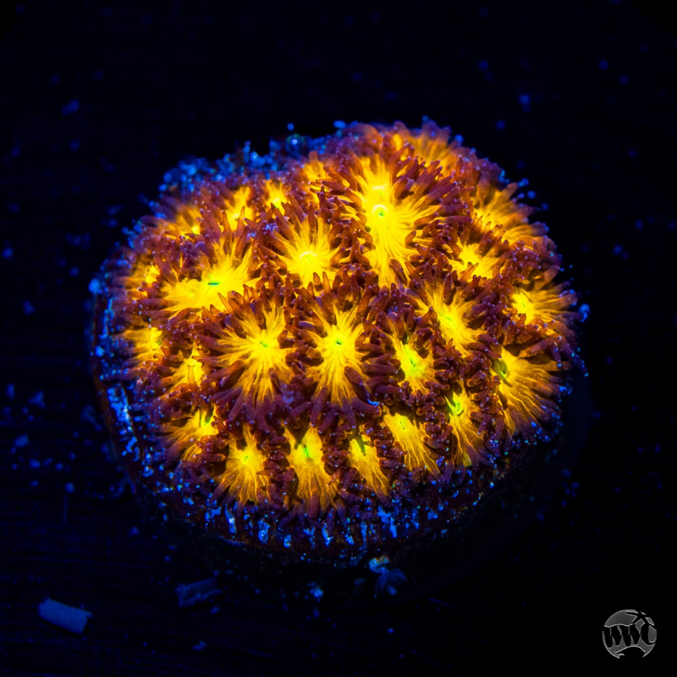 WWC Burning Leptastrea