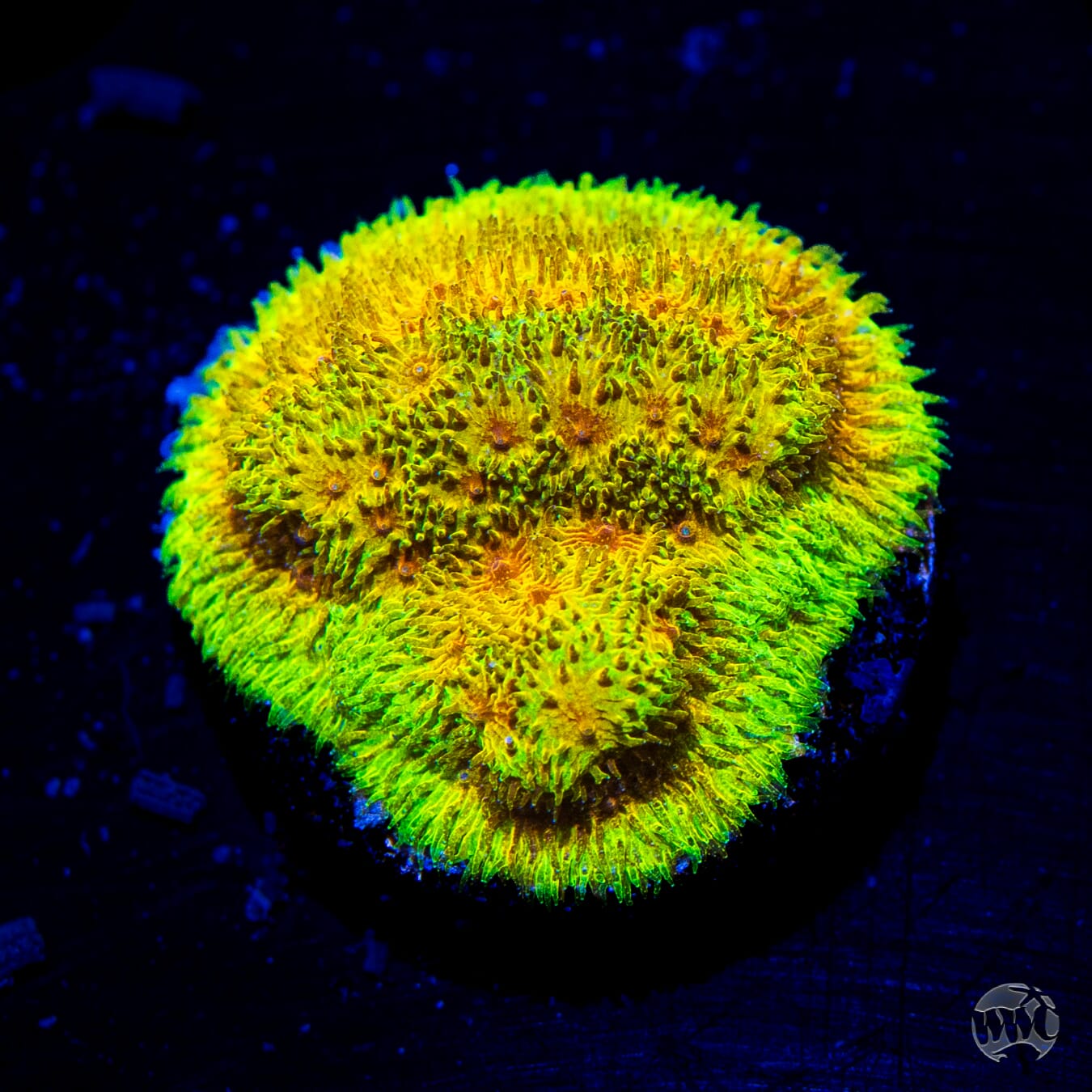 WWC Lemon Lime Psammocora