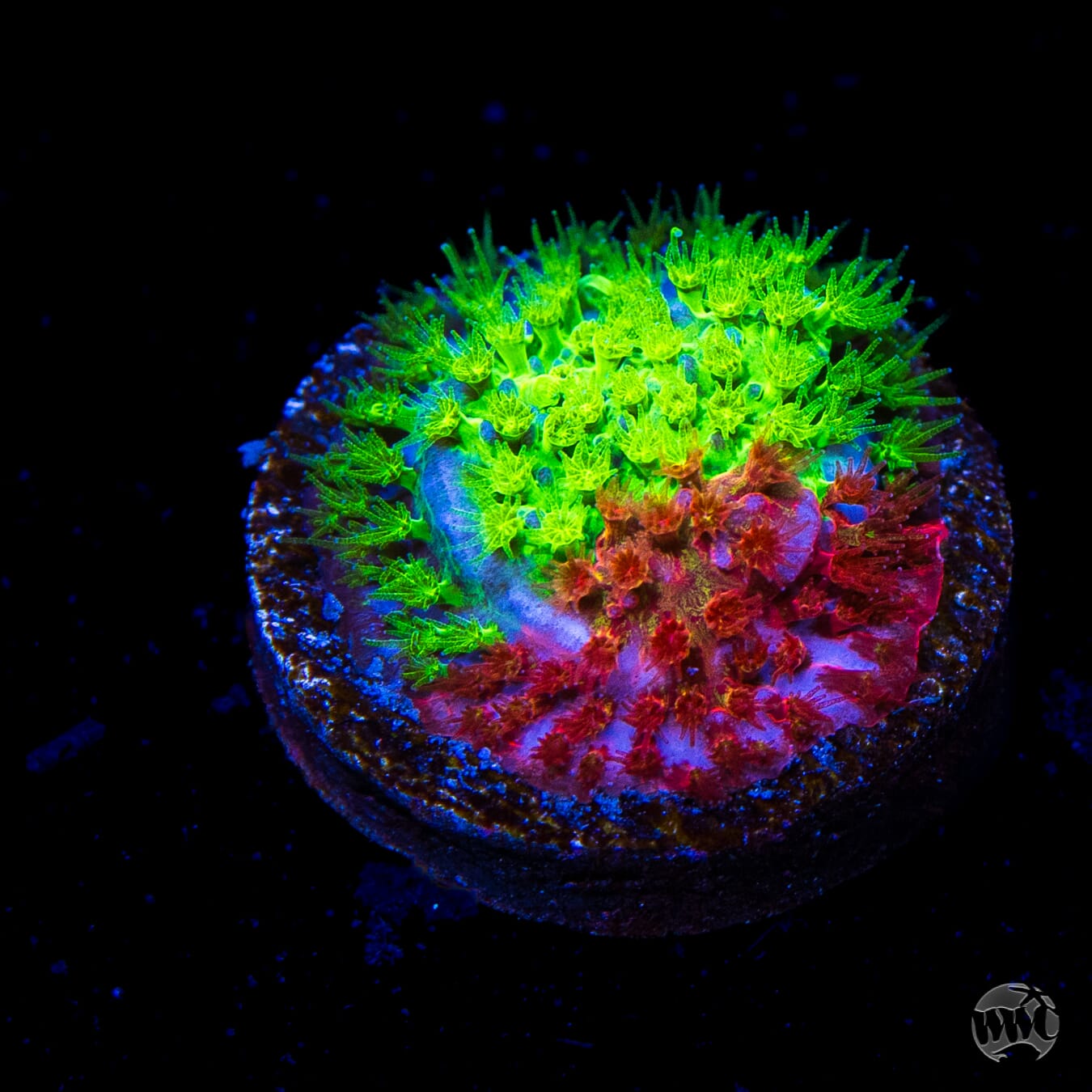 WWC Two Face Stylocoeniella