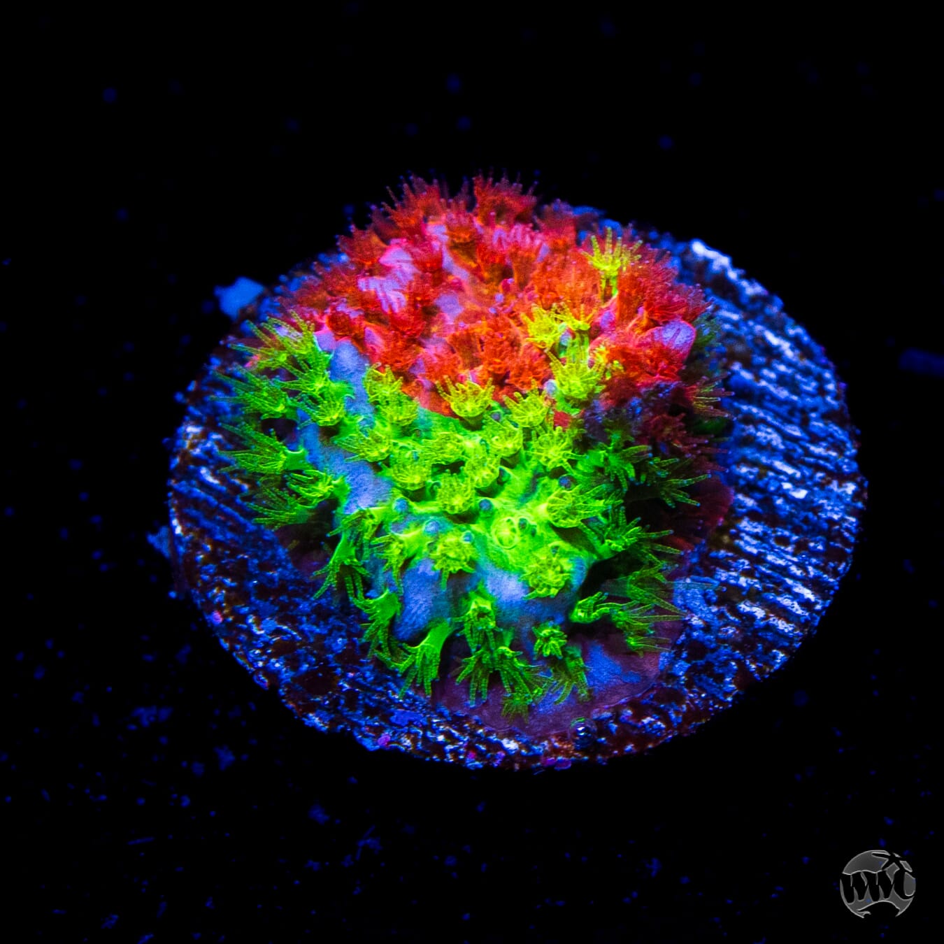 WWC Two Face Stylocoeniella