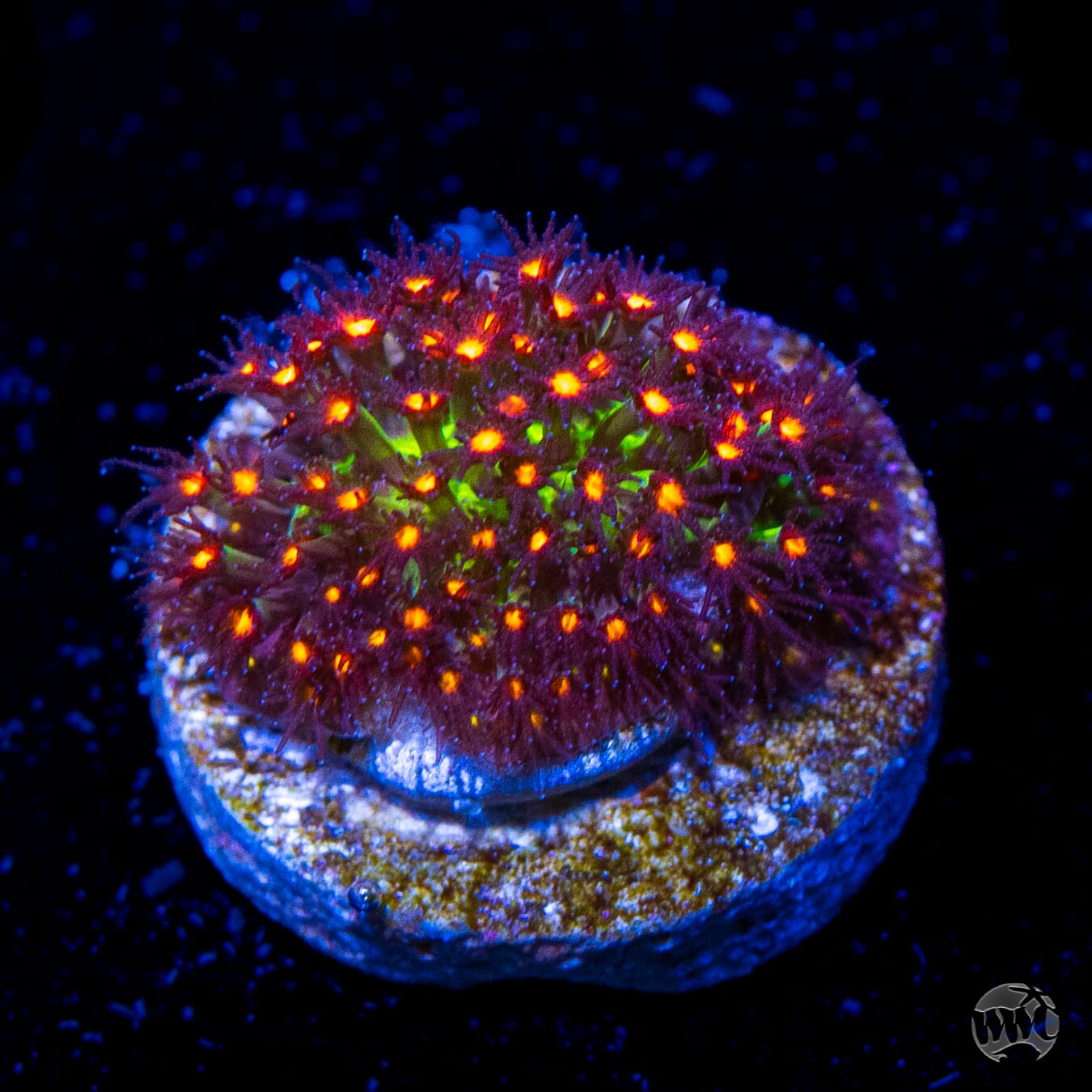 Jason Fox Sunset Stylocoeniella