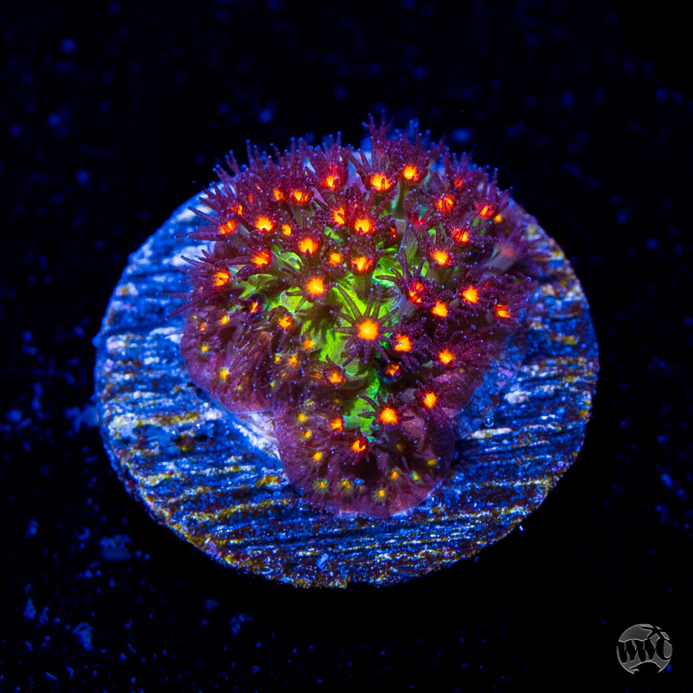 Jason Fox Sunset Stylocoeniella