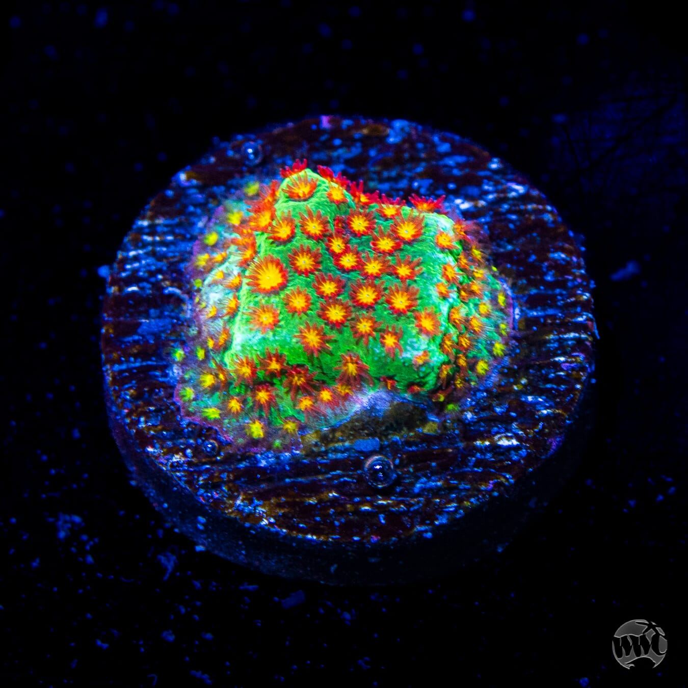 WWC Close Encounter Stylocoeniella
