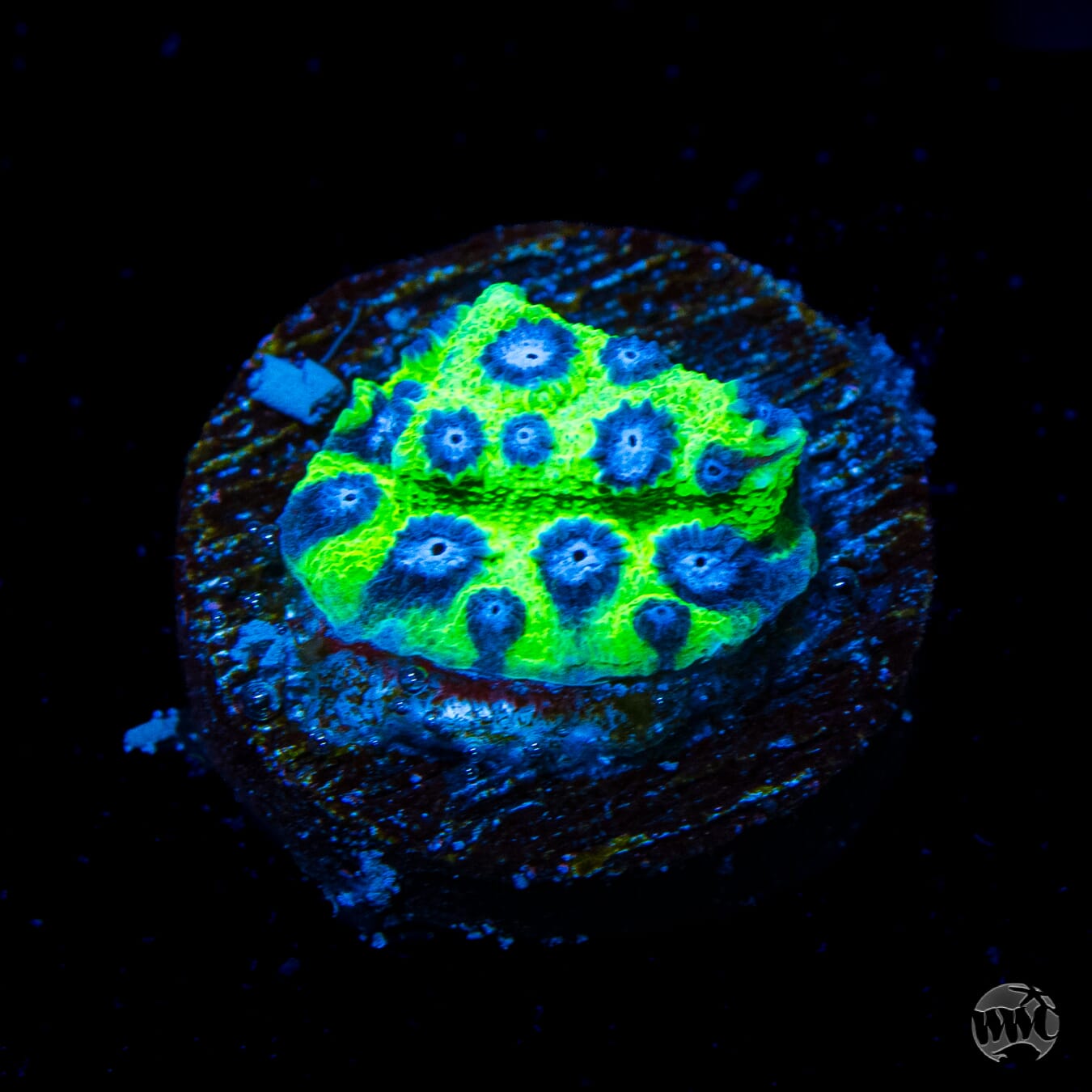 Jason Fox Master PPE Cyphastrea