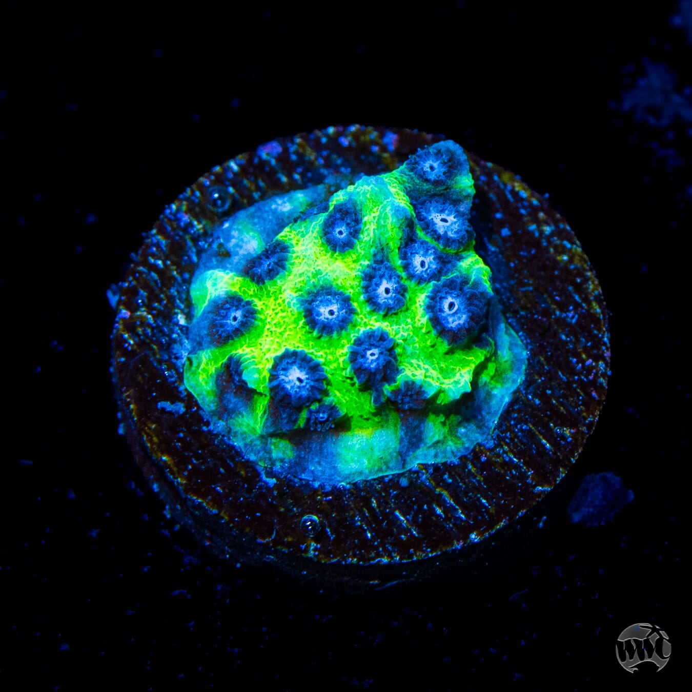 Jason Fox Master PPE Cyphastrea
