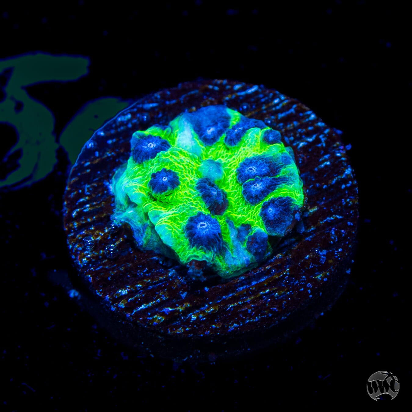 Jason Fox Master PPE Cyphastrea