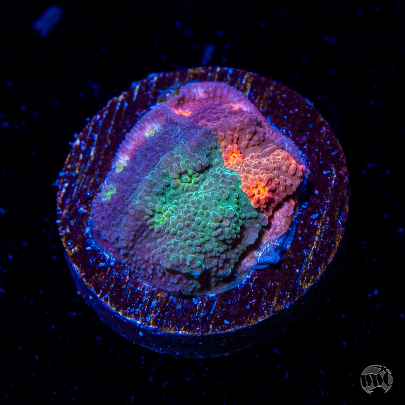 WWC Tutti Fruiti Grafted Cyphastrea