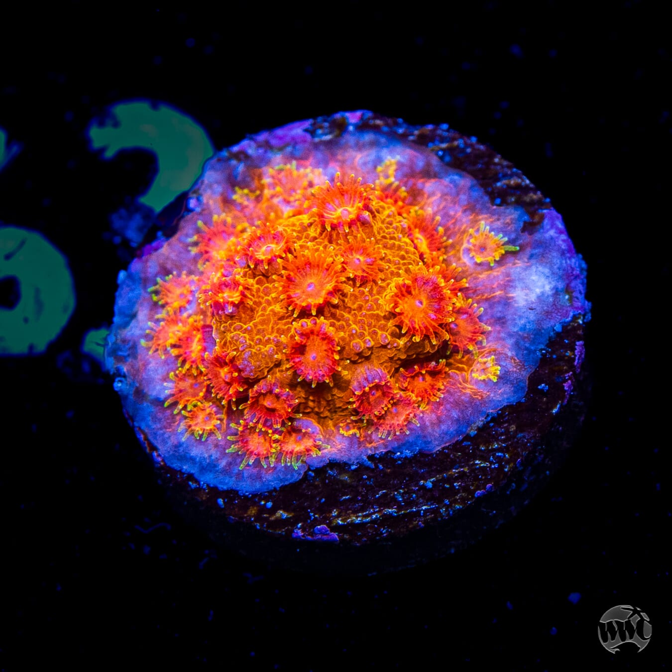 WWC Hi-Cee Cyphastrea