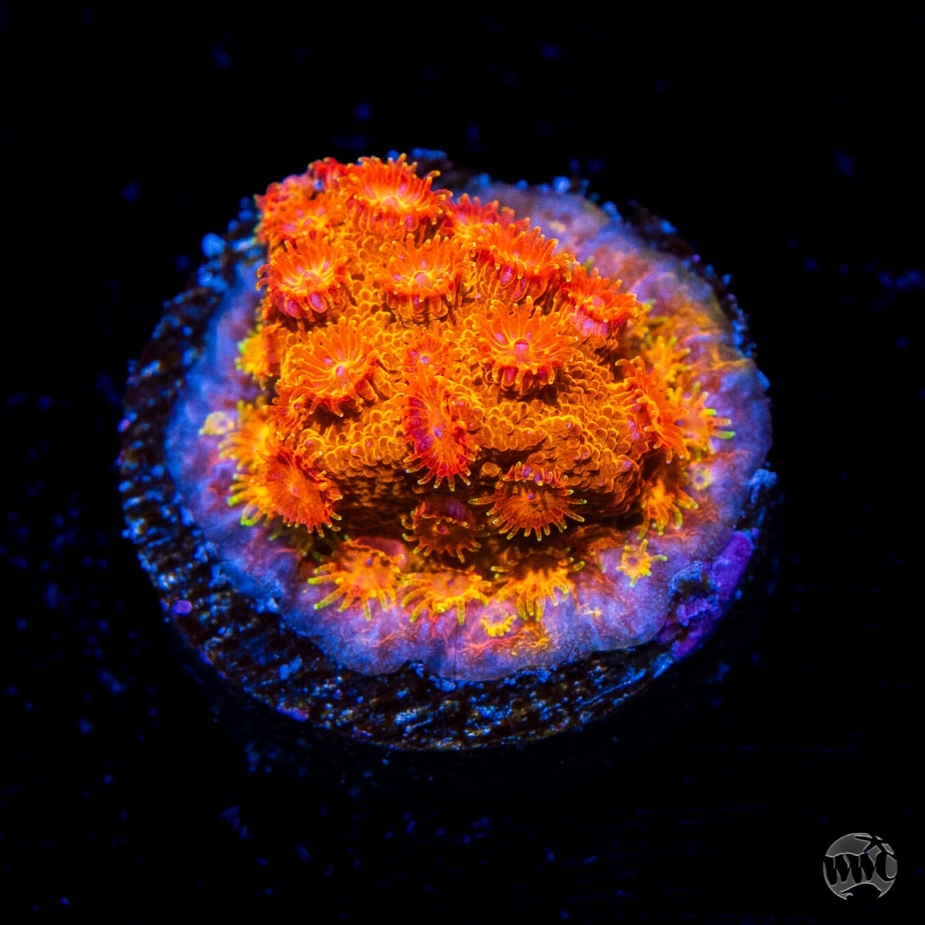WWC Hi-Cee Cyphastrea
