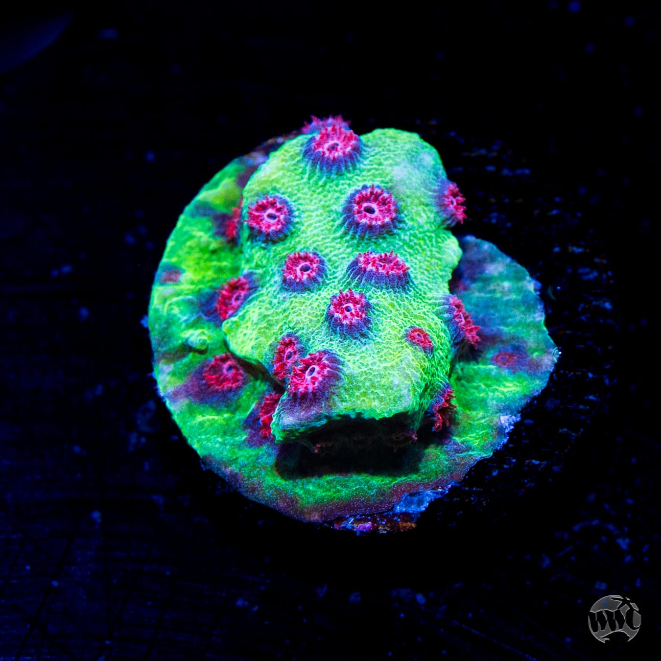 Jason Fox Alien Pox Cyphastrea