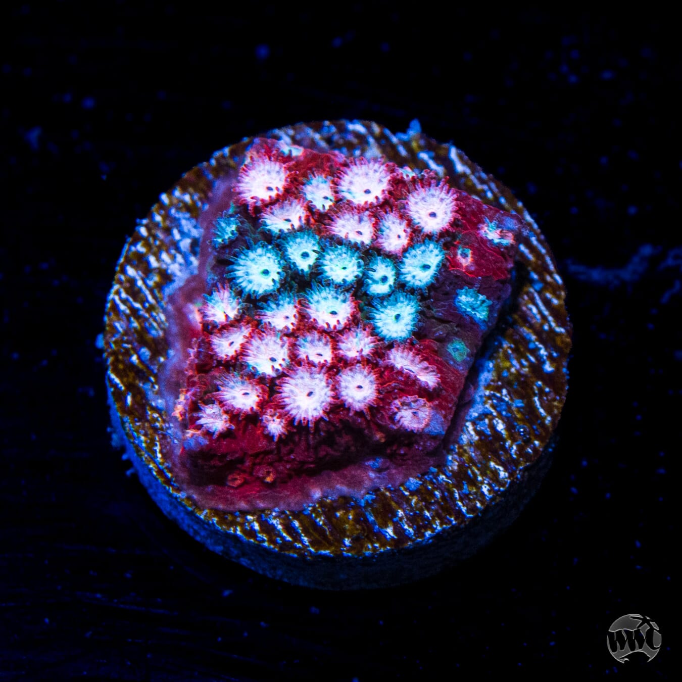 Jason Fox Fender Bender Cyphastrea