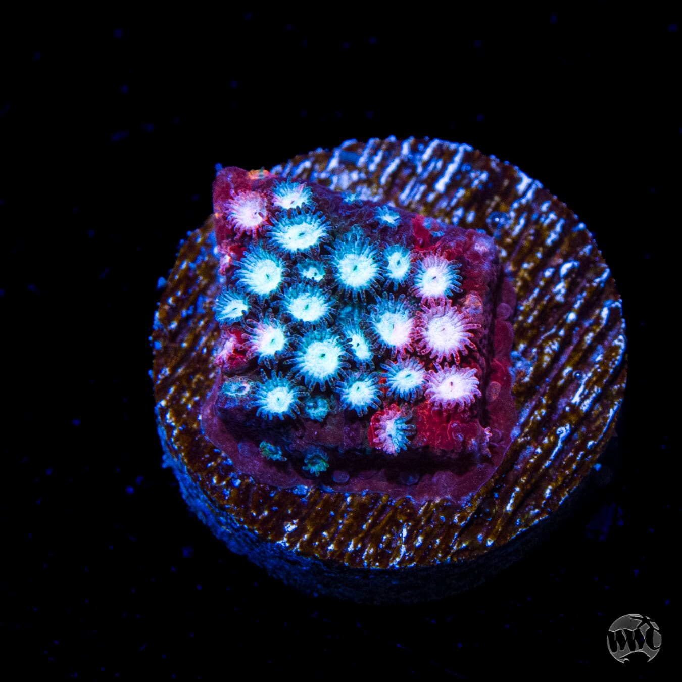 Jason Fox Fender Bender Cyphastrea
