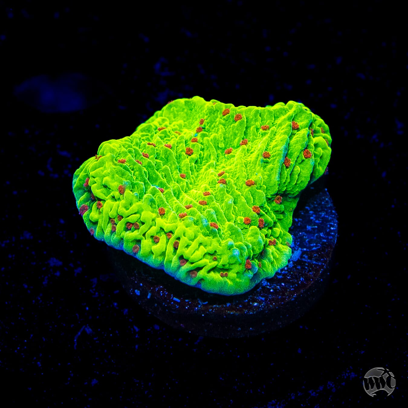 WWC Cousin Eddie's Toxic Montipora