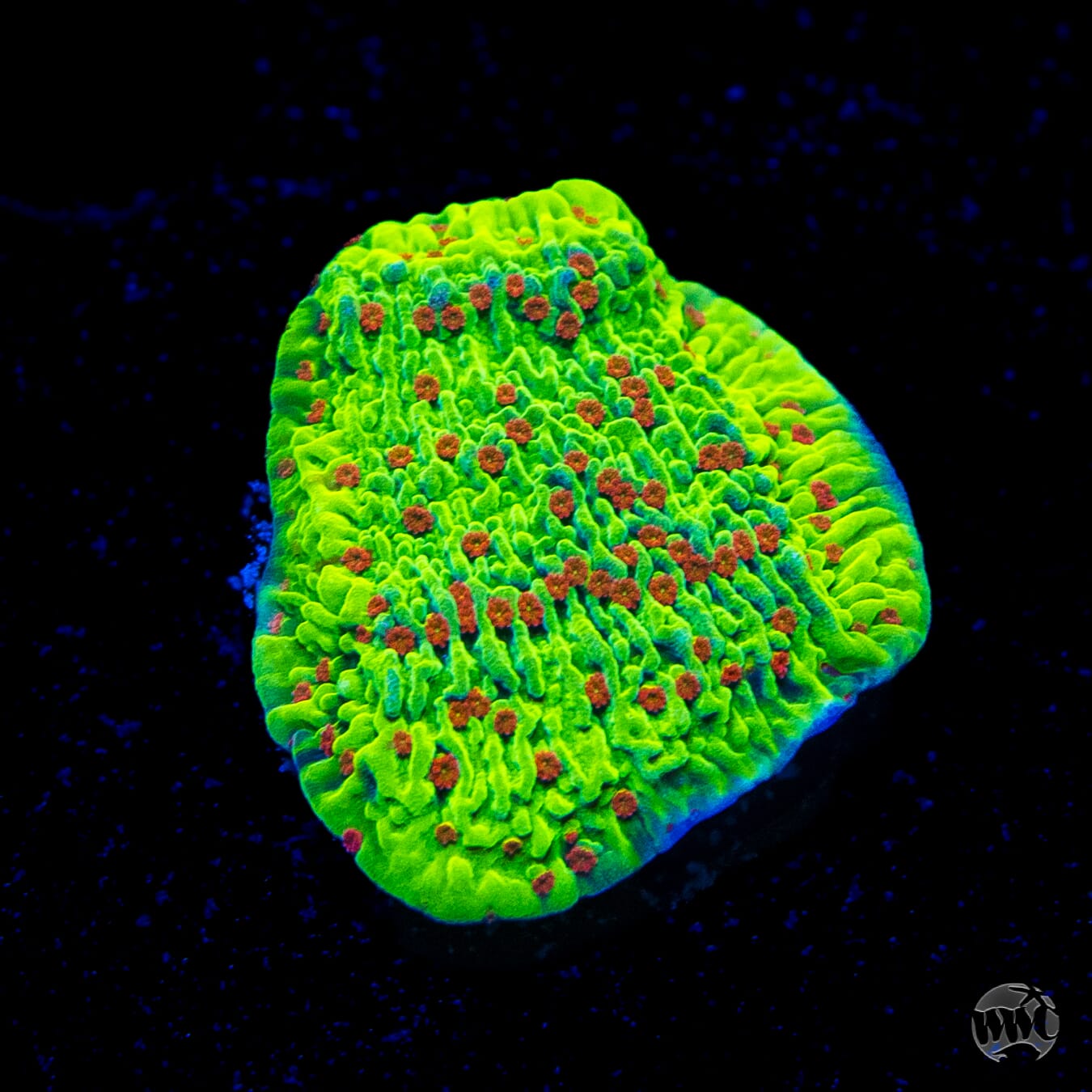 WWC Cousin Eddie's Toxic Montipora