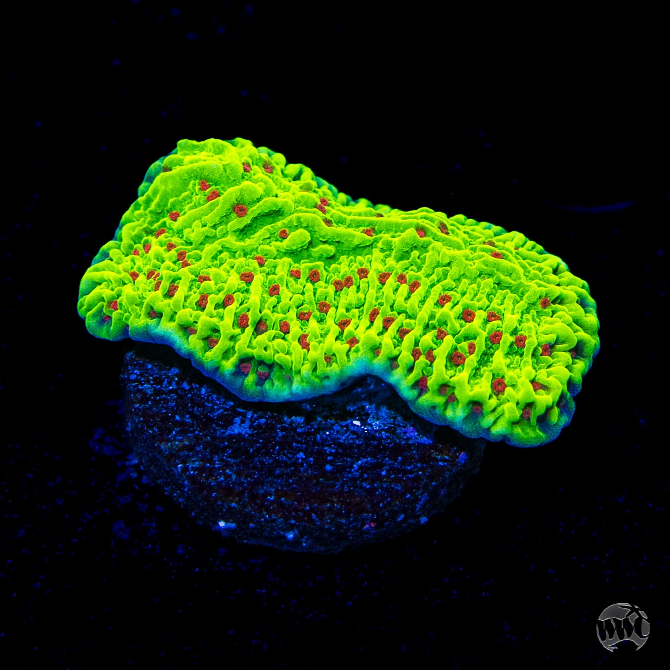 WWC Cousin Eddie's Toxic Montipora