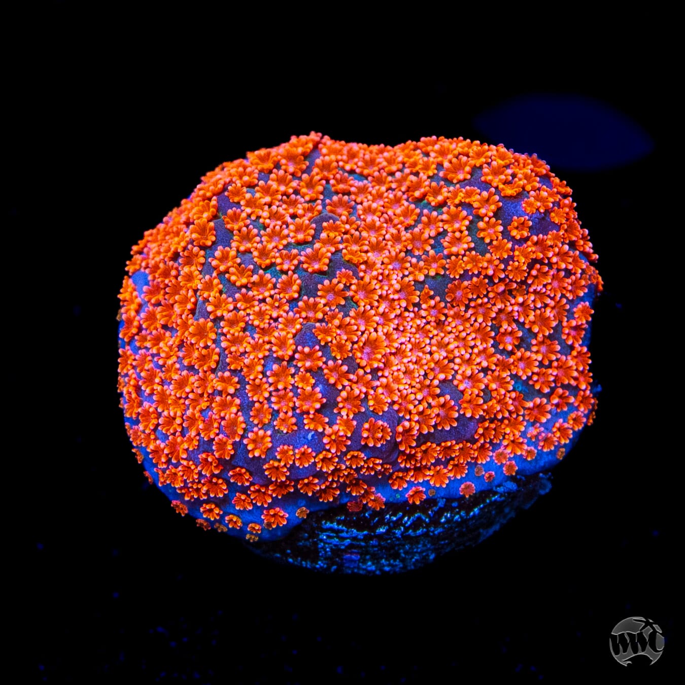 Jason Fox Dizzy Spell Montipora