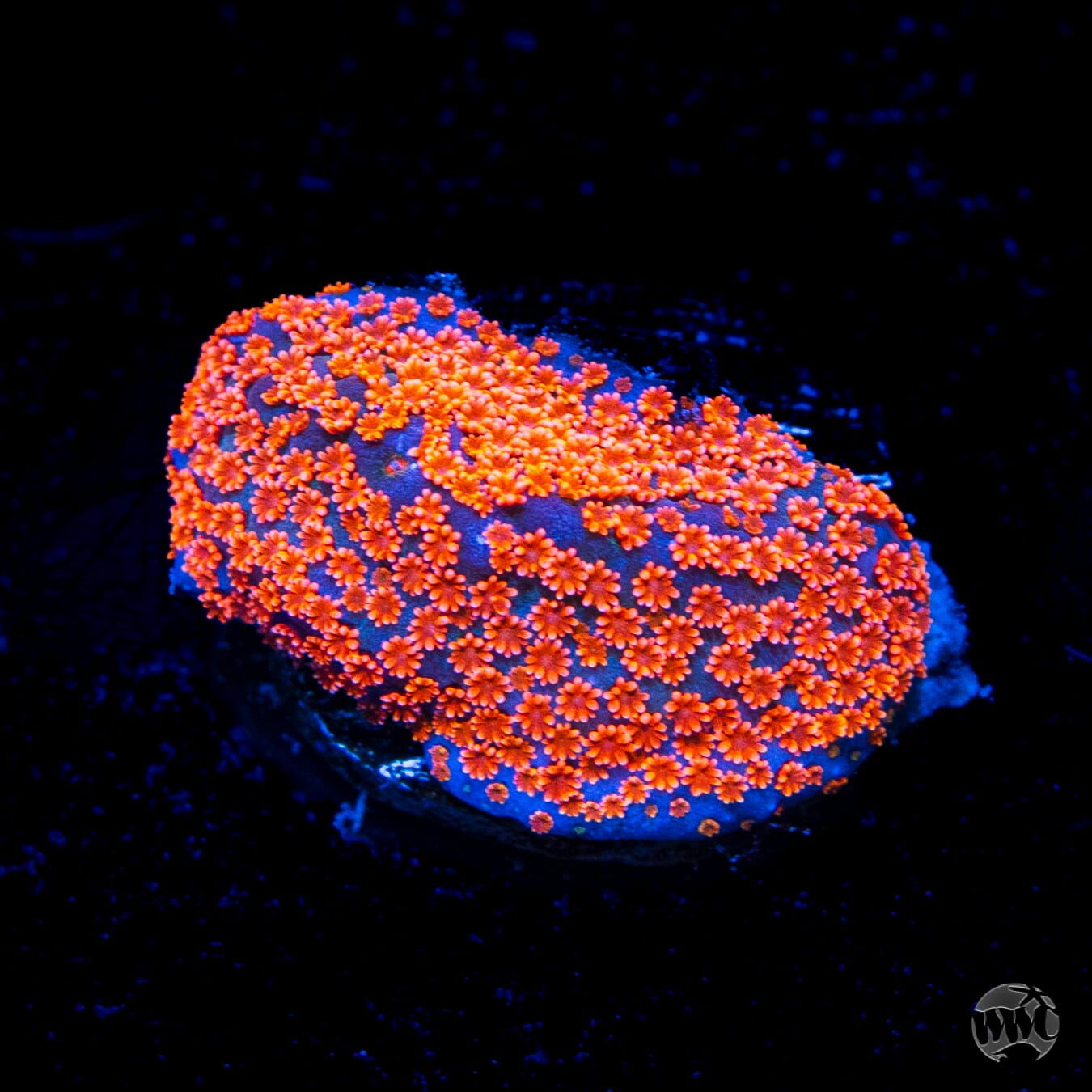 Jason Fox Dizzy Spell Montipora