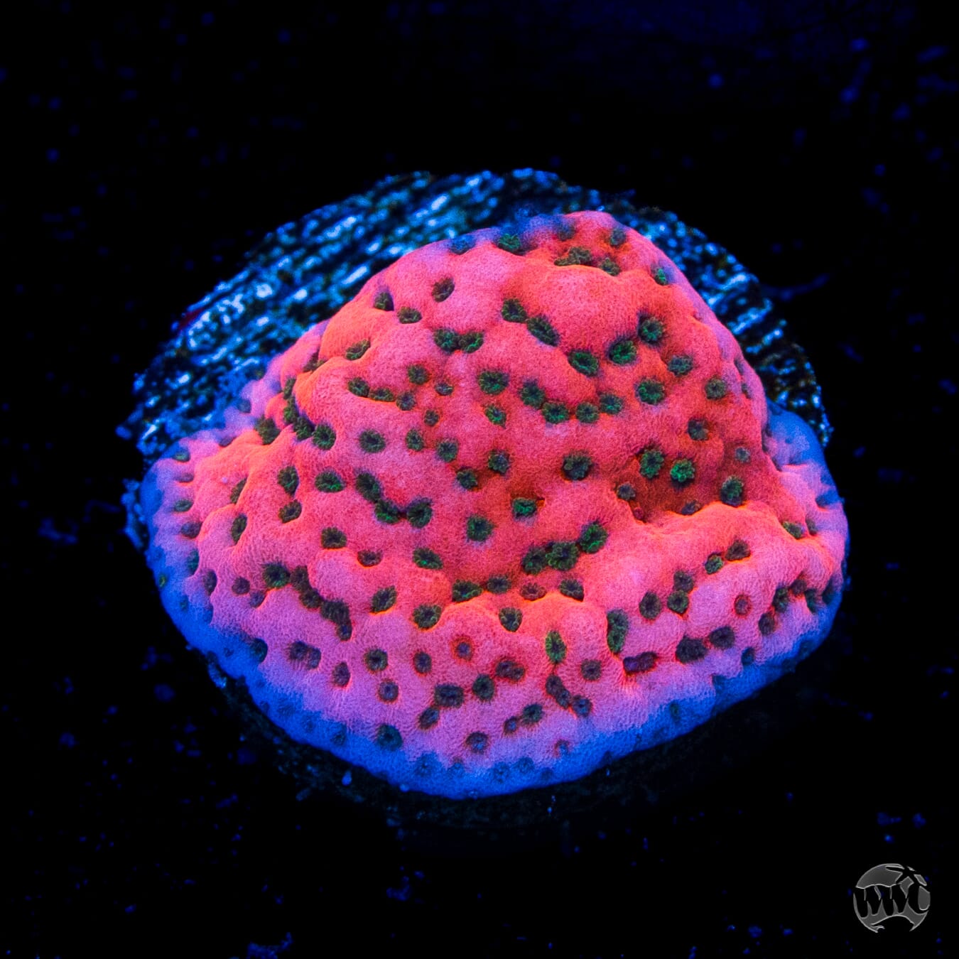 WWC Cherry Tree Montipora