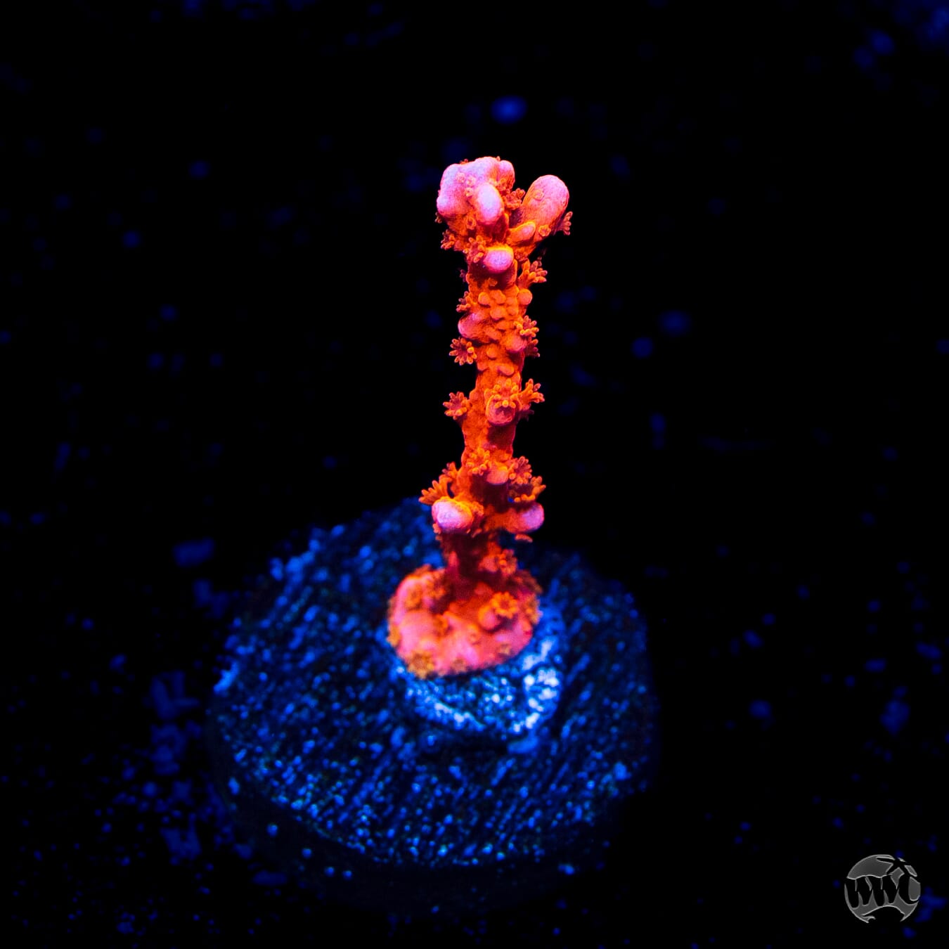 Jason Fox Firestarter Montipora
