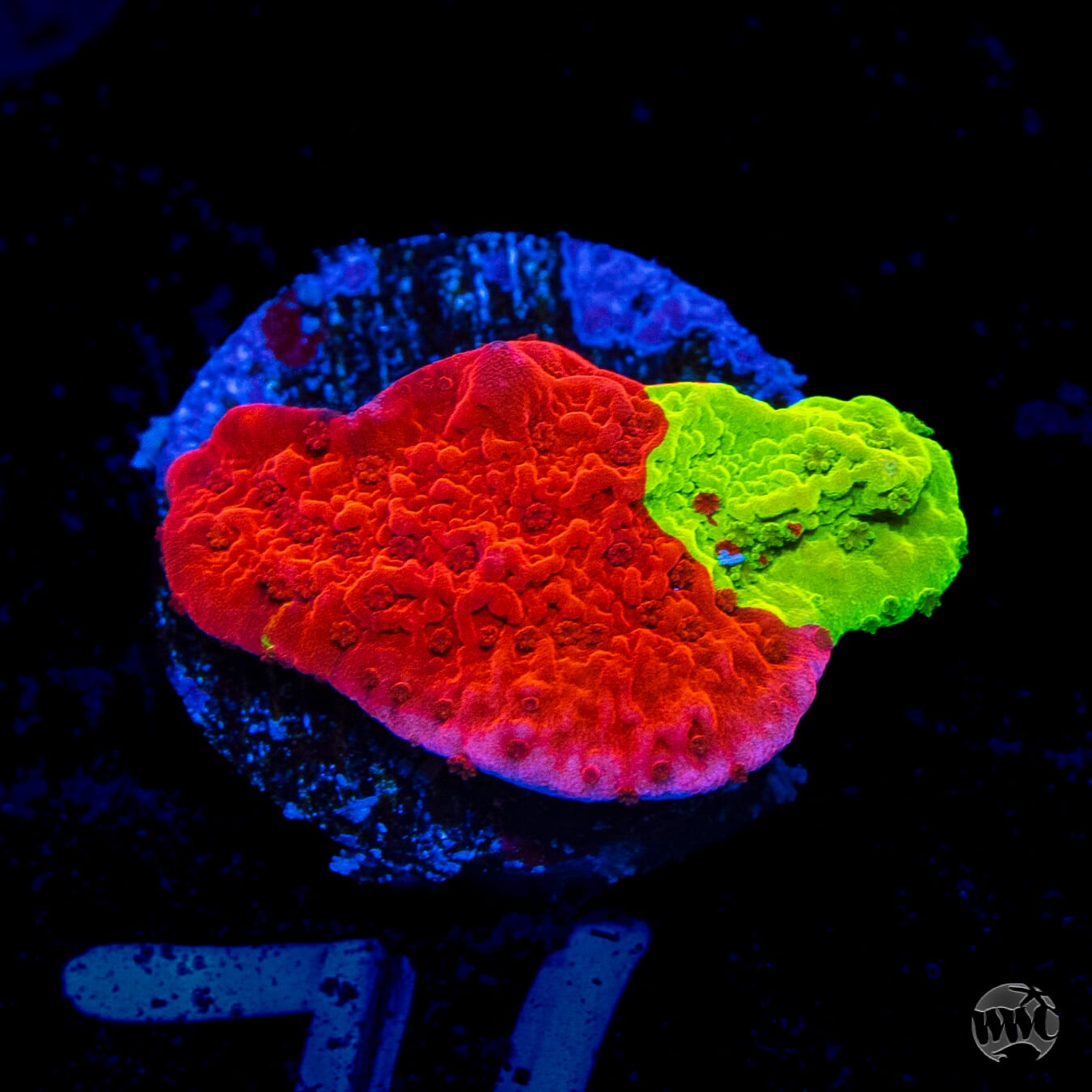 WWC Jaw Breaker Grafted Montipora