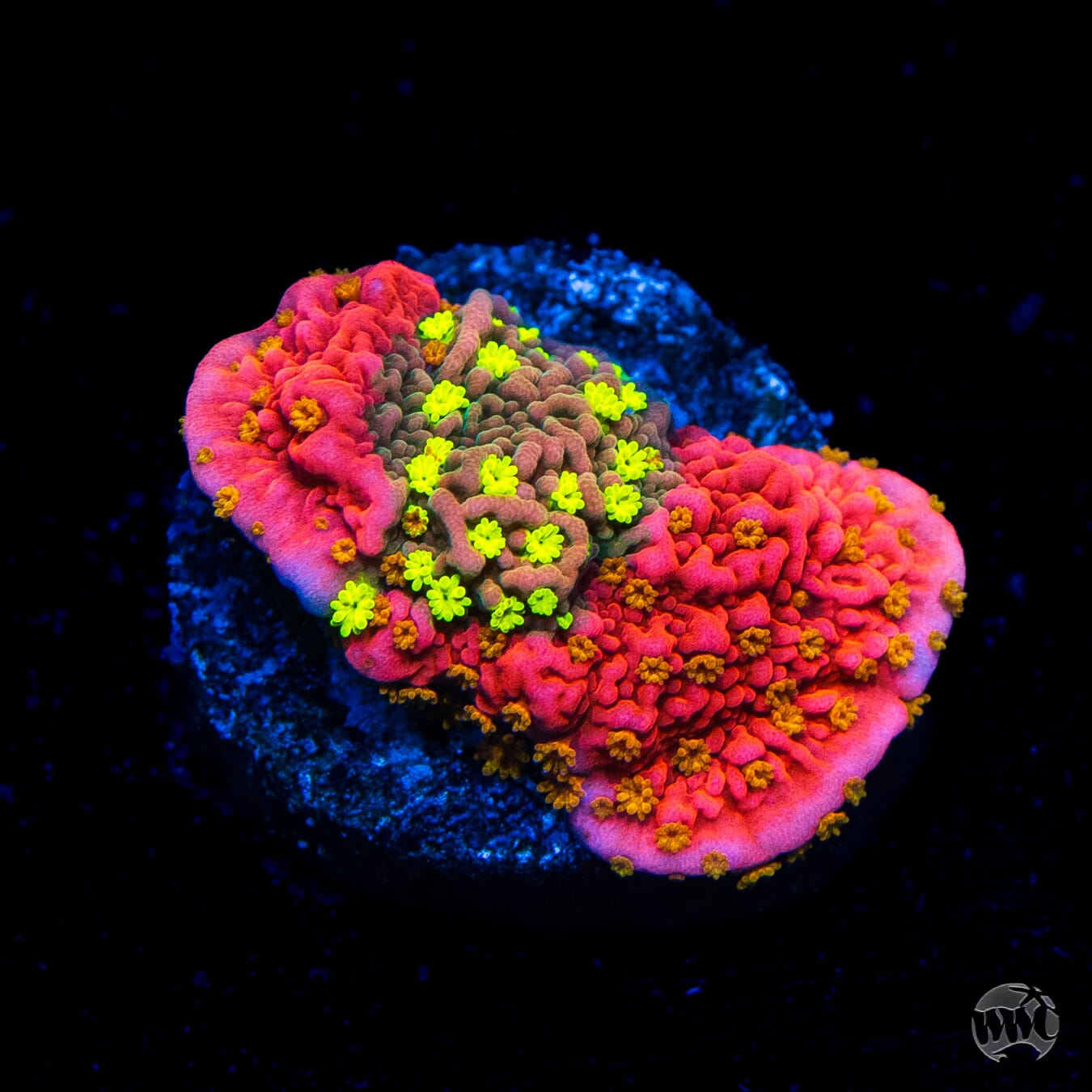 WWC Sunfire Grafted Cap Montipora
