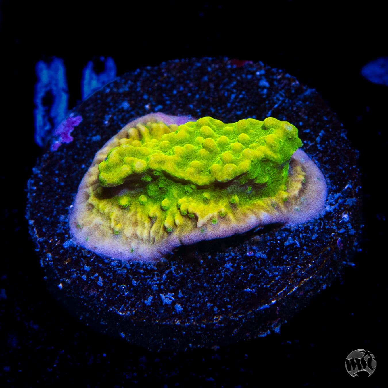 Tyree Aequituberculata Cap Montipora