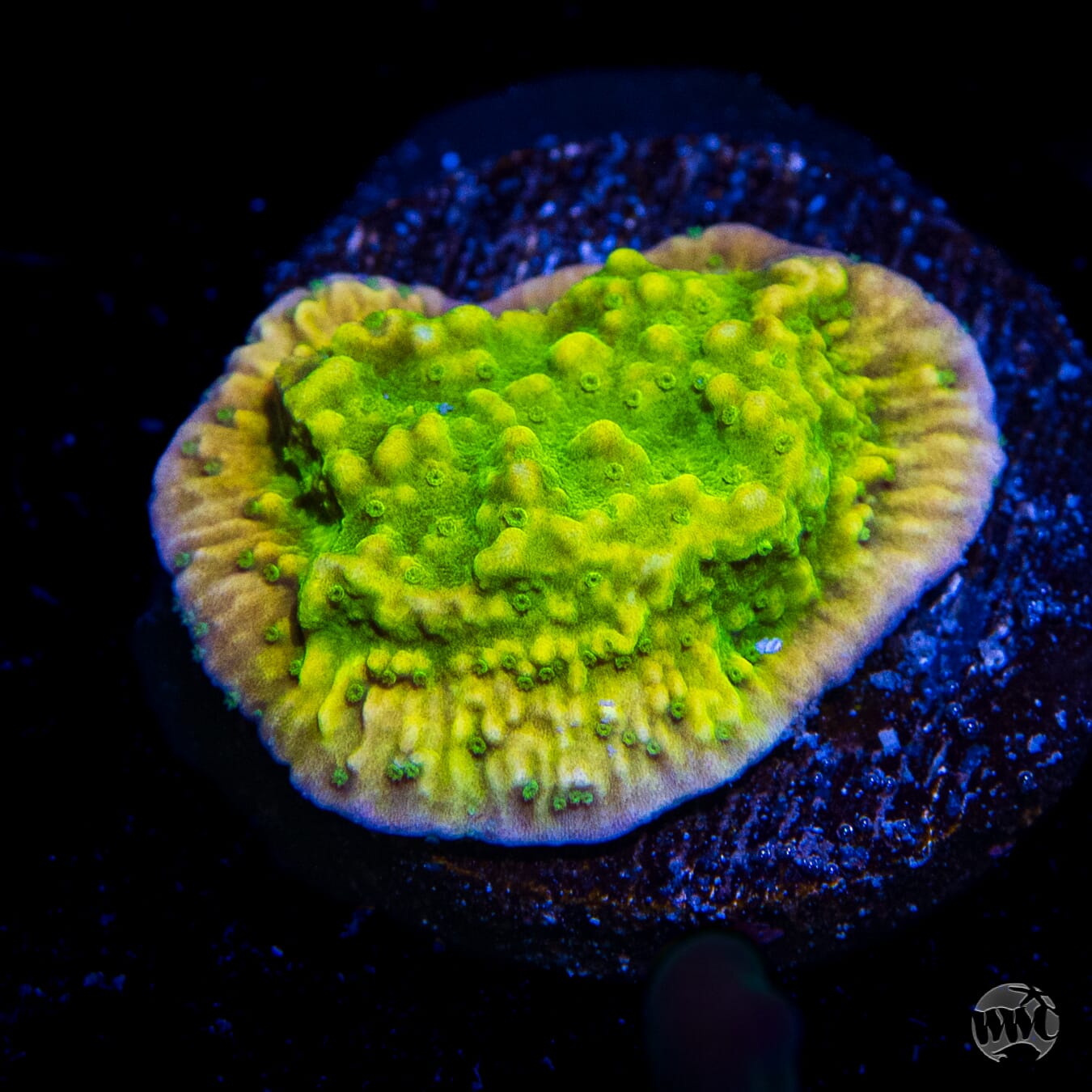 Tyree Aequituberculata Cap Montipora