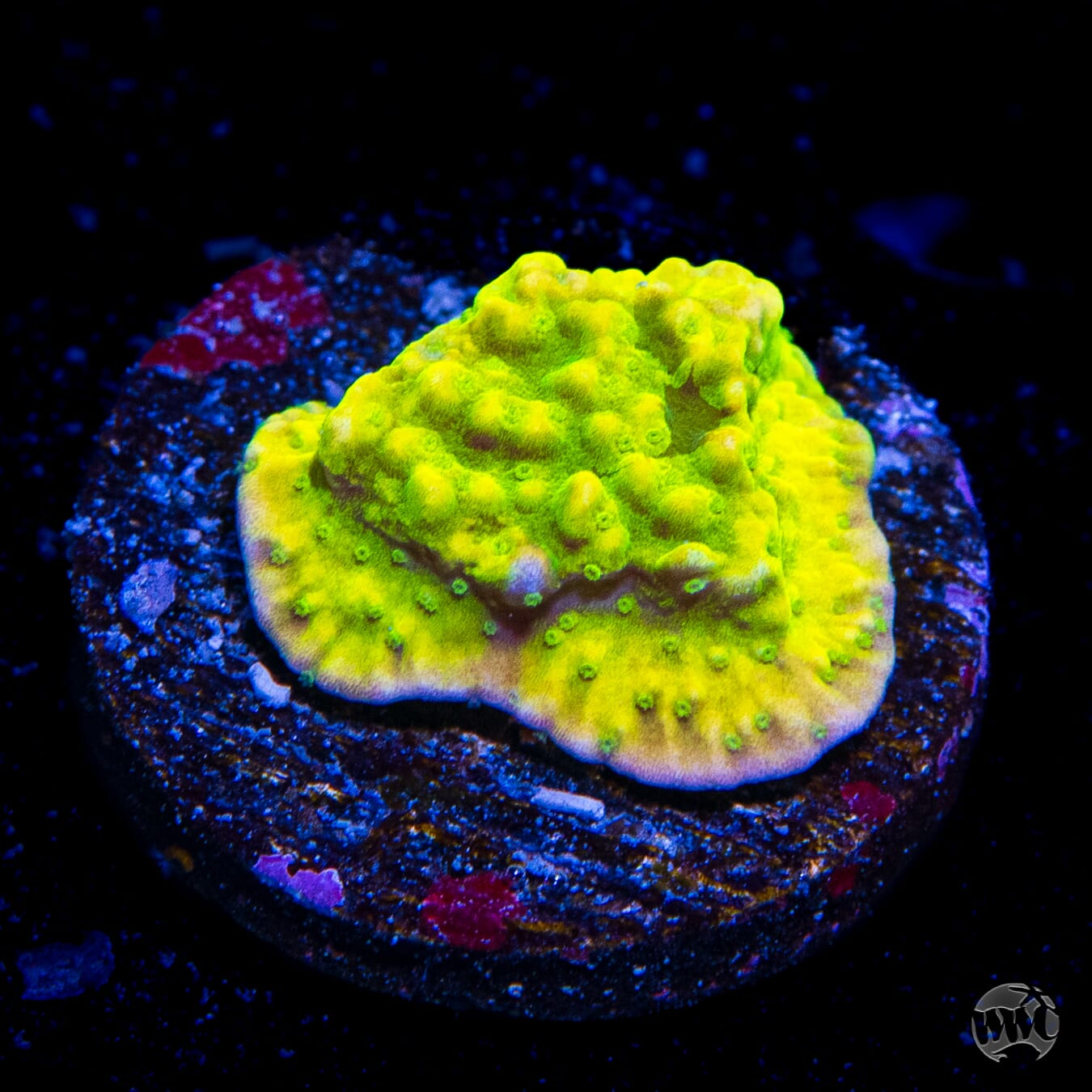 Tyree Aequituberculata Cap Montipora