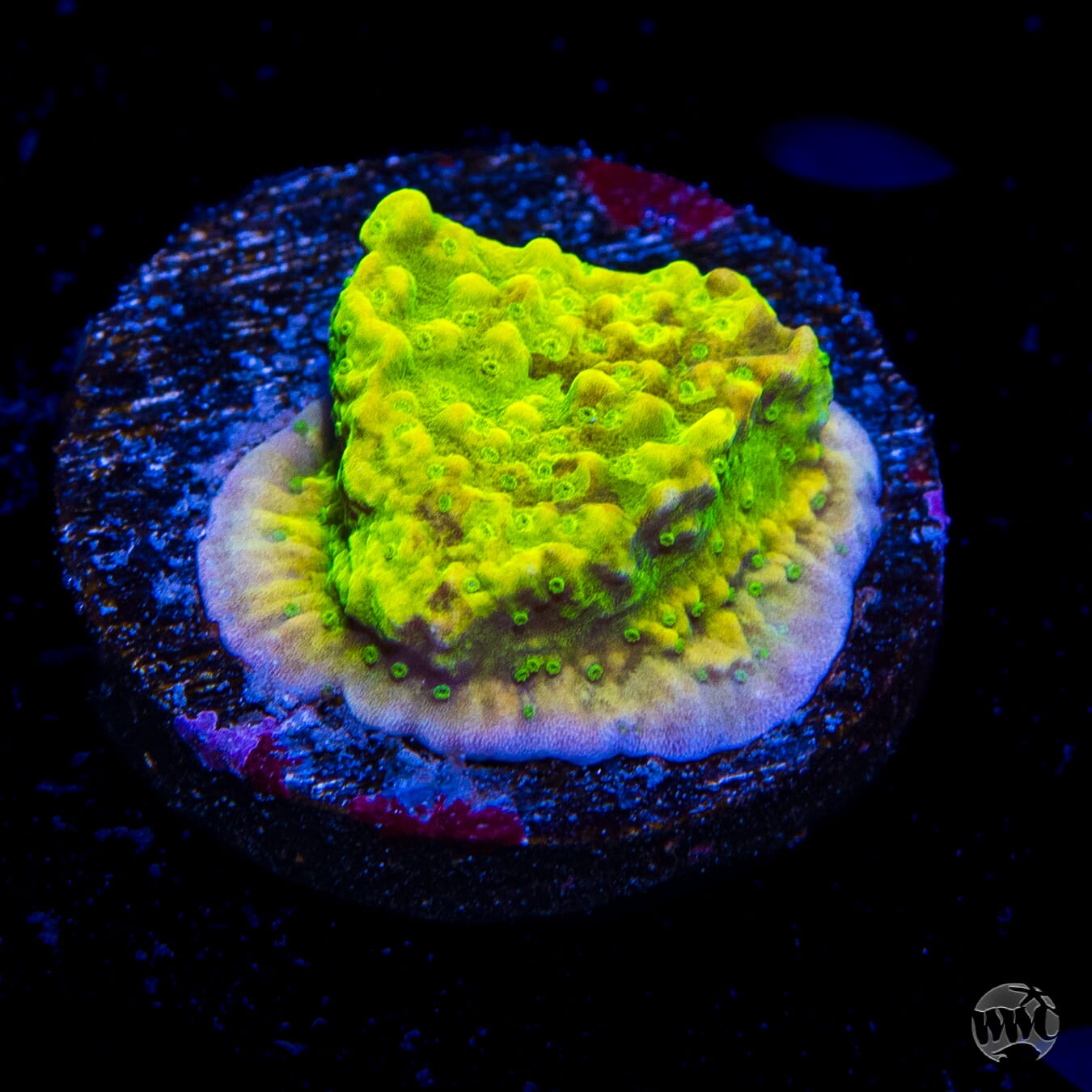 Tyree Aequituberculata Cap Montipora