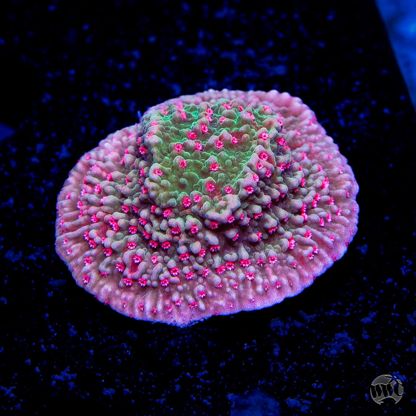 Pink Polyp Montipora