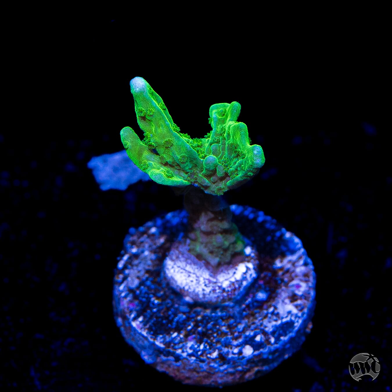 WWC Green Apple Hirsuta Montipora