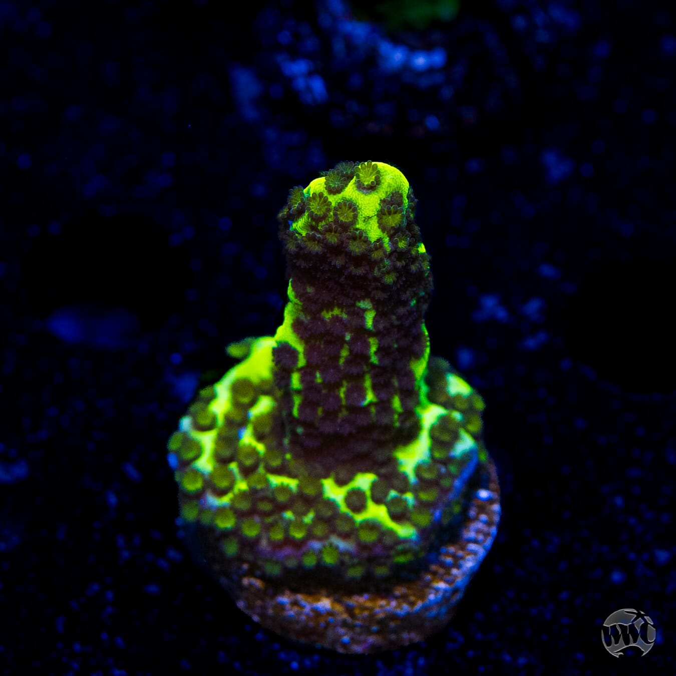 Neon Spongodes Montipora