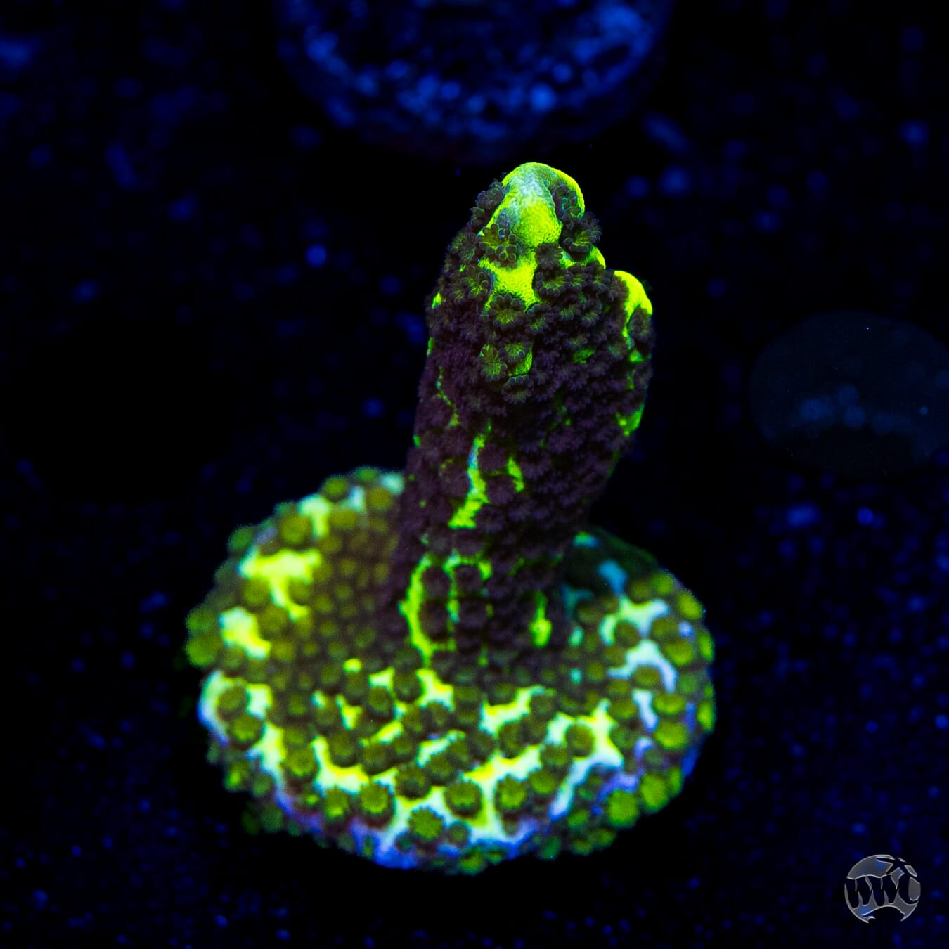 Neon Spongodes Montipora
