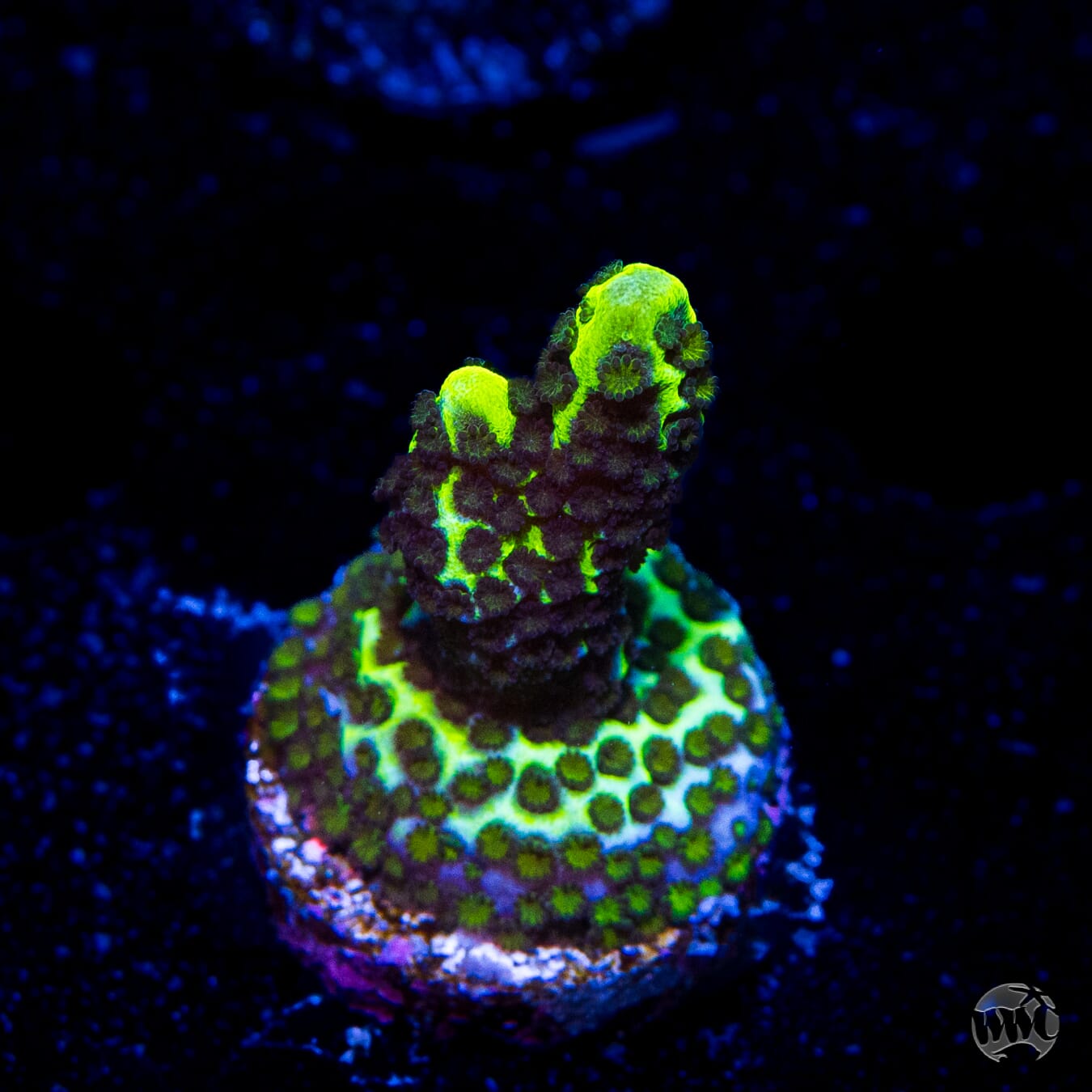Neon Spongodes Montipora