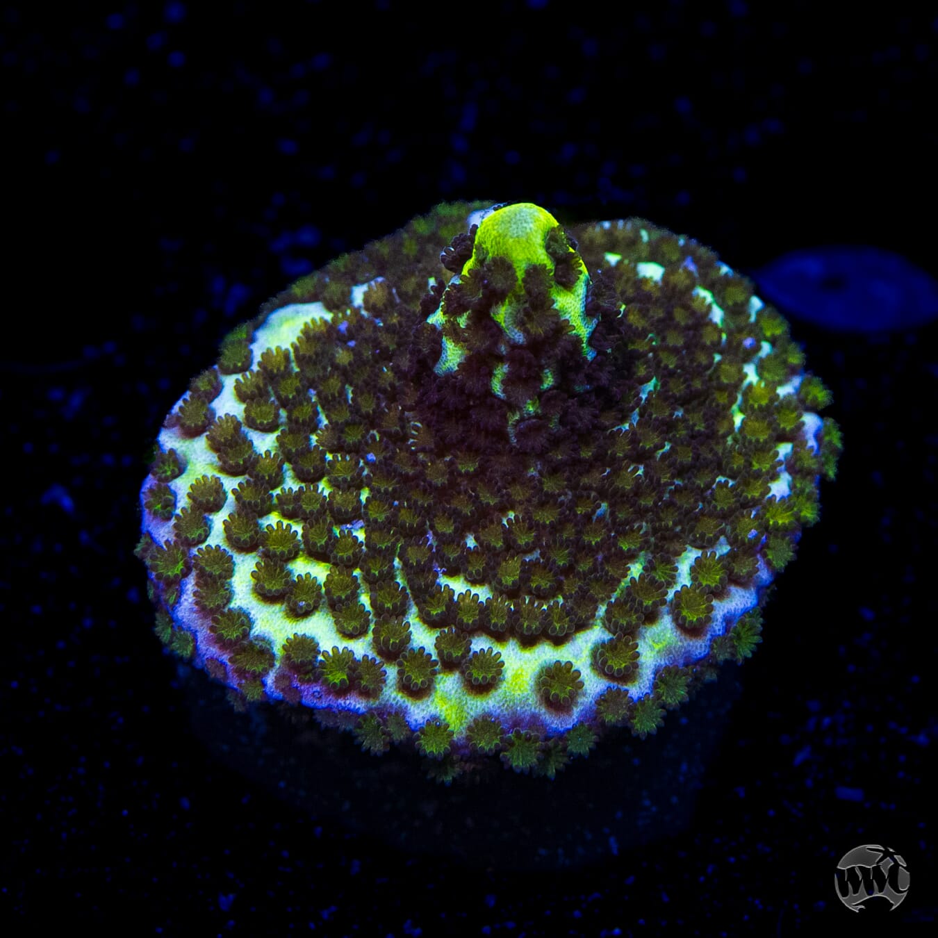 Neon Spongodes Montipora