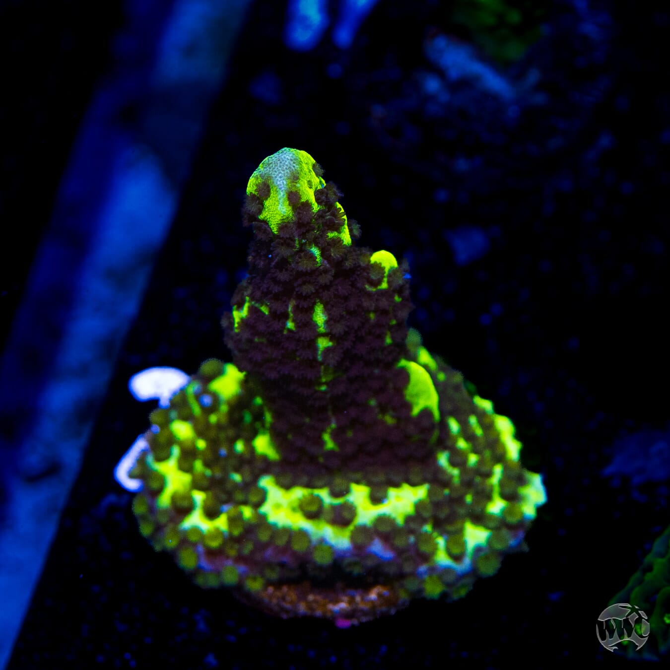 Neon Spongodes Montipora