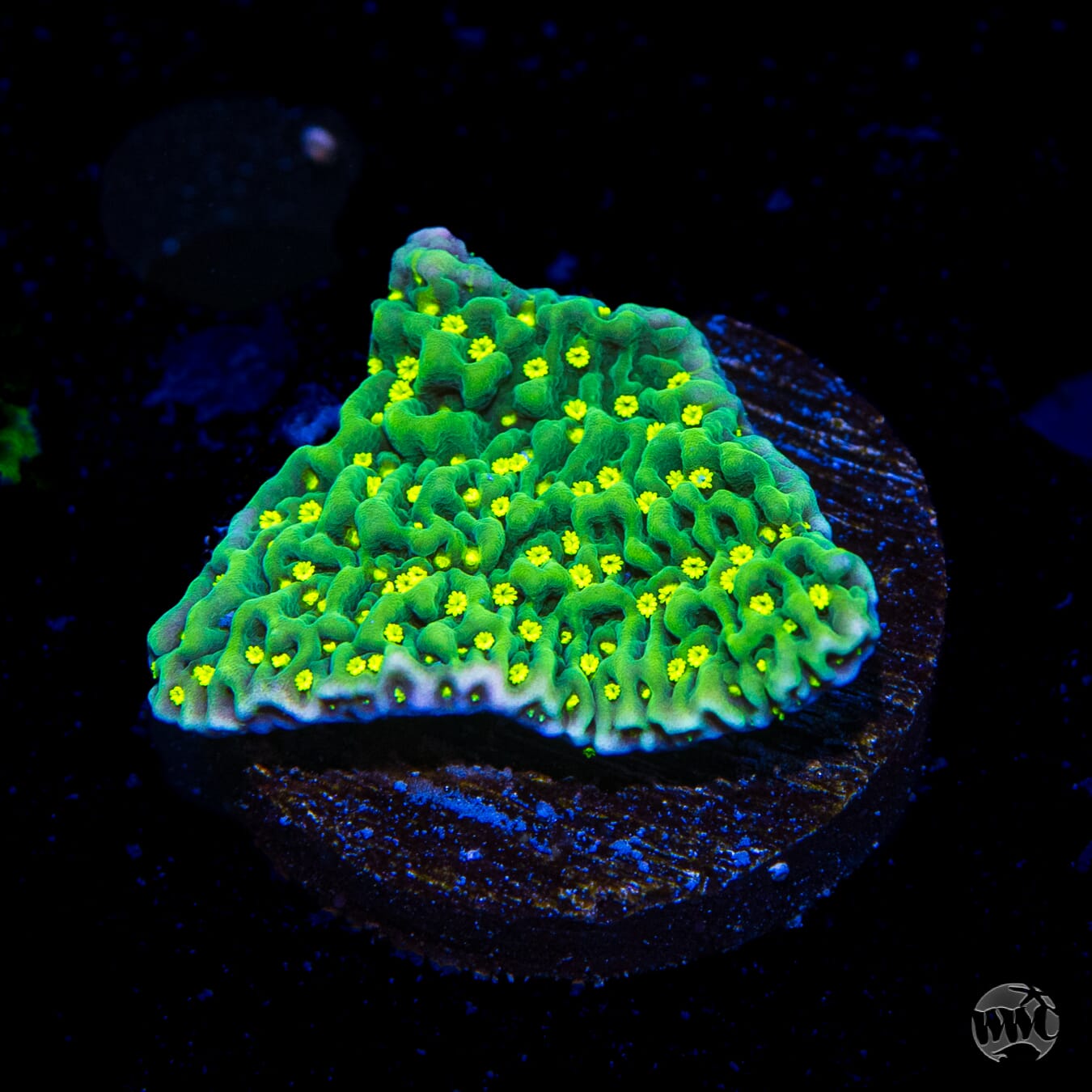 Jason Fox Frankies Hot Pink Rim Montipora