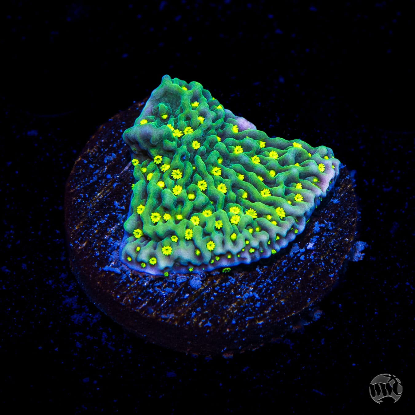 Jason Fox Frankies Hot Pink Rim Montipora