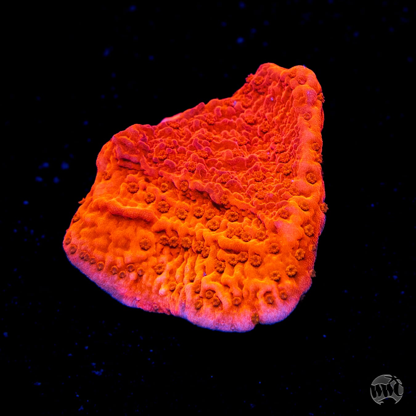 Red Cap Montipora