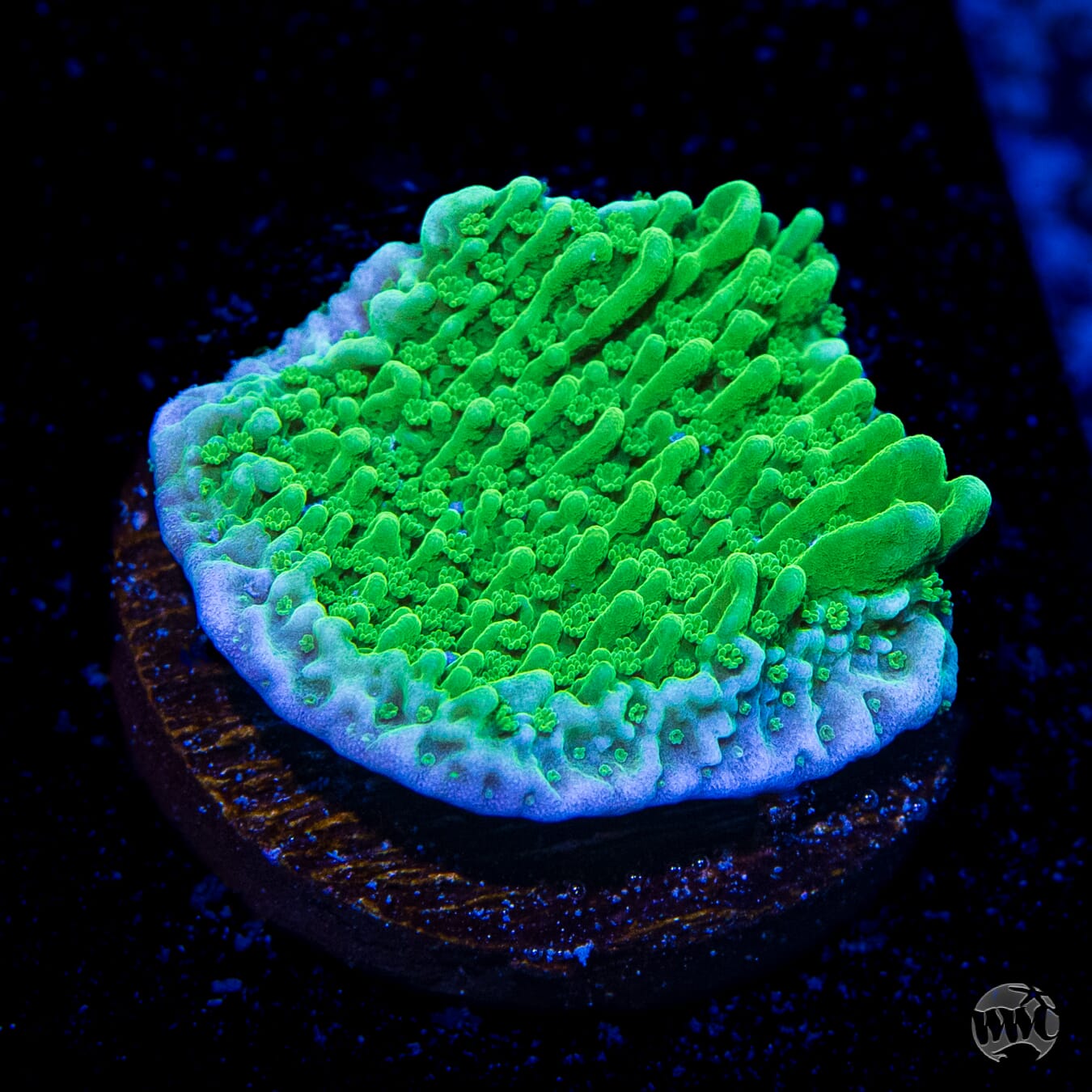 WWC Spearmint Cap Montipora