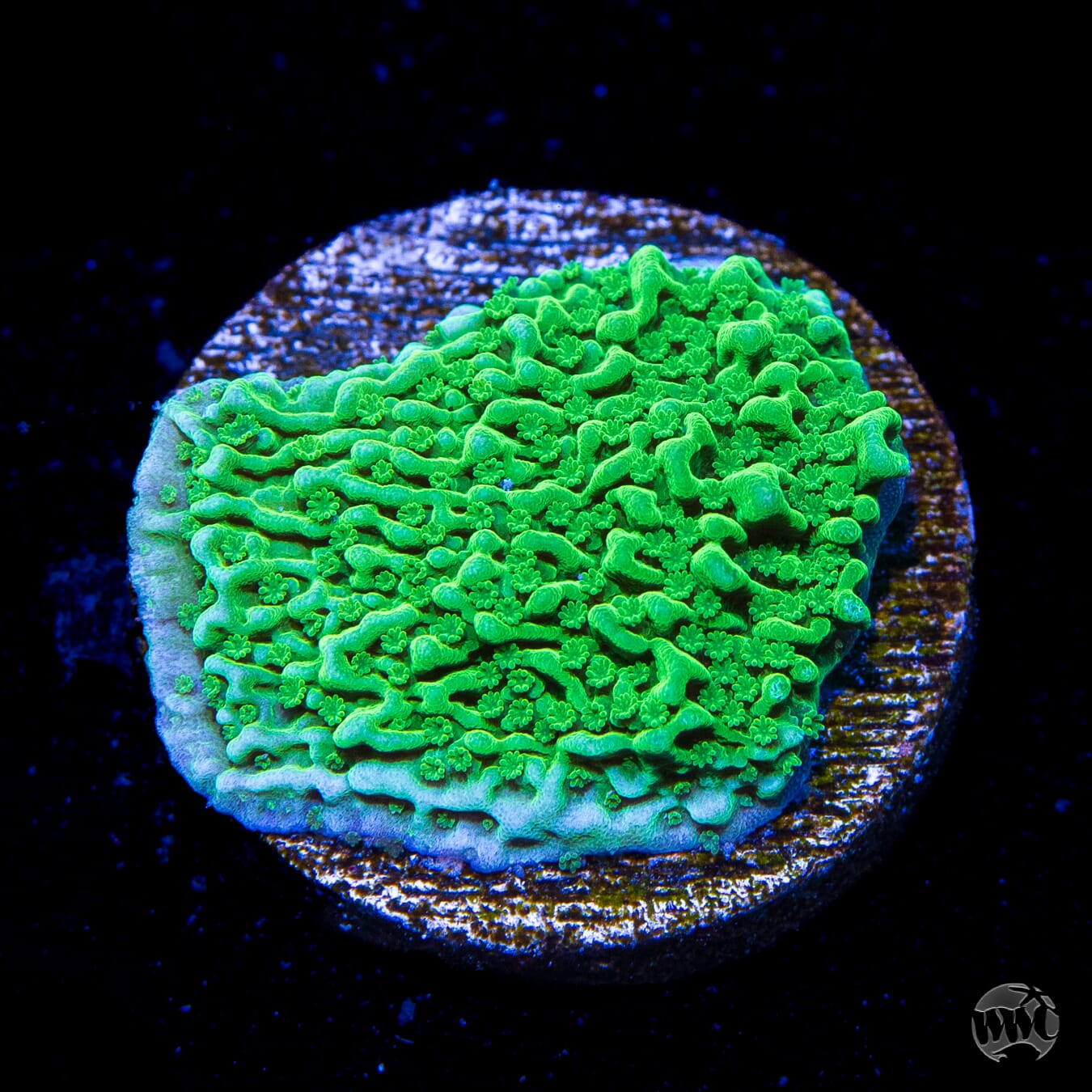 WWC Spearmint Cap Montipora