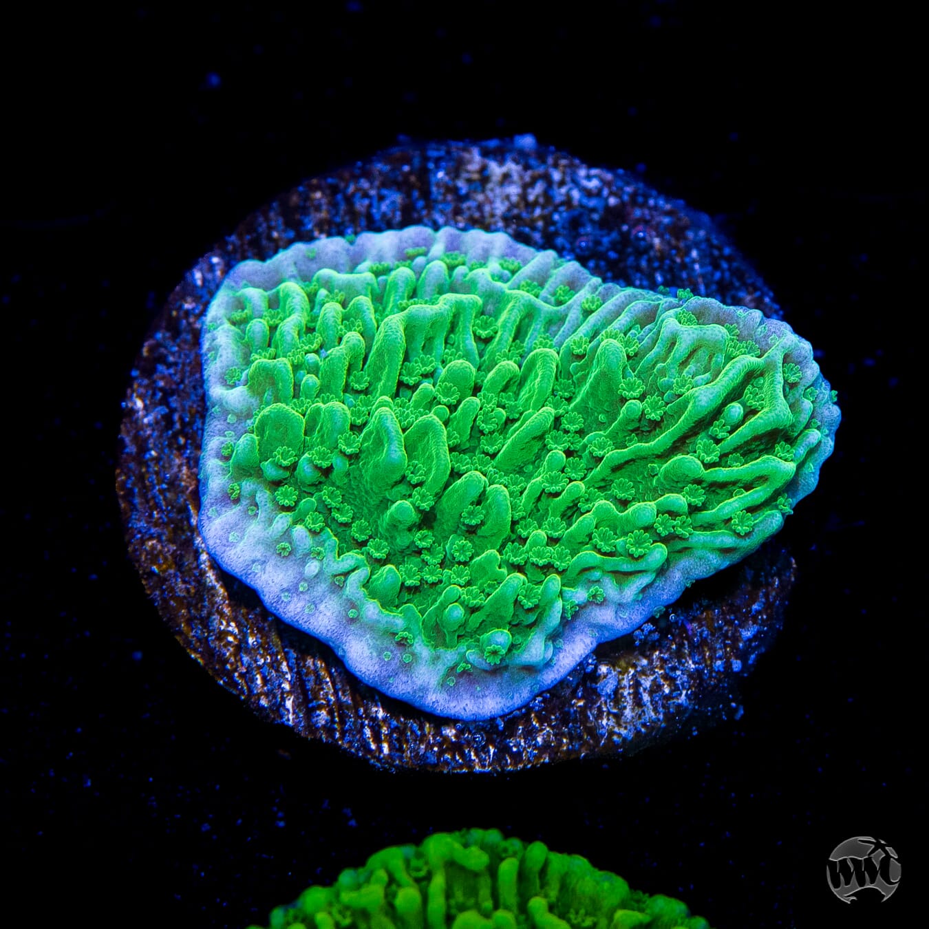 WWC Spearmint Cap Montipora