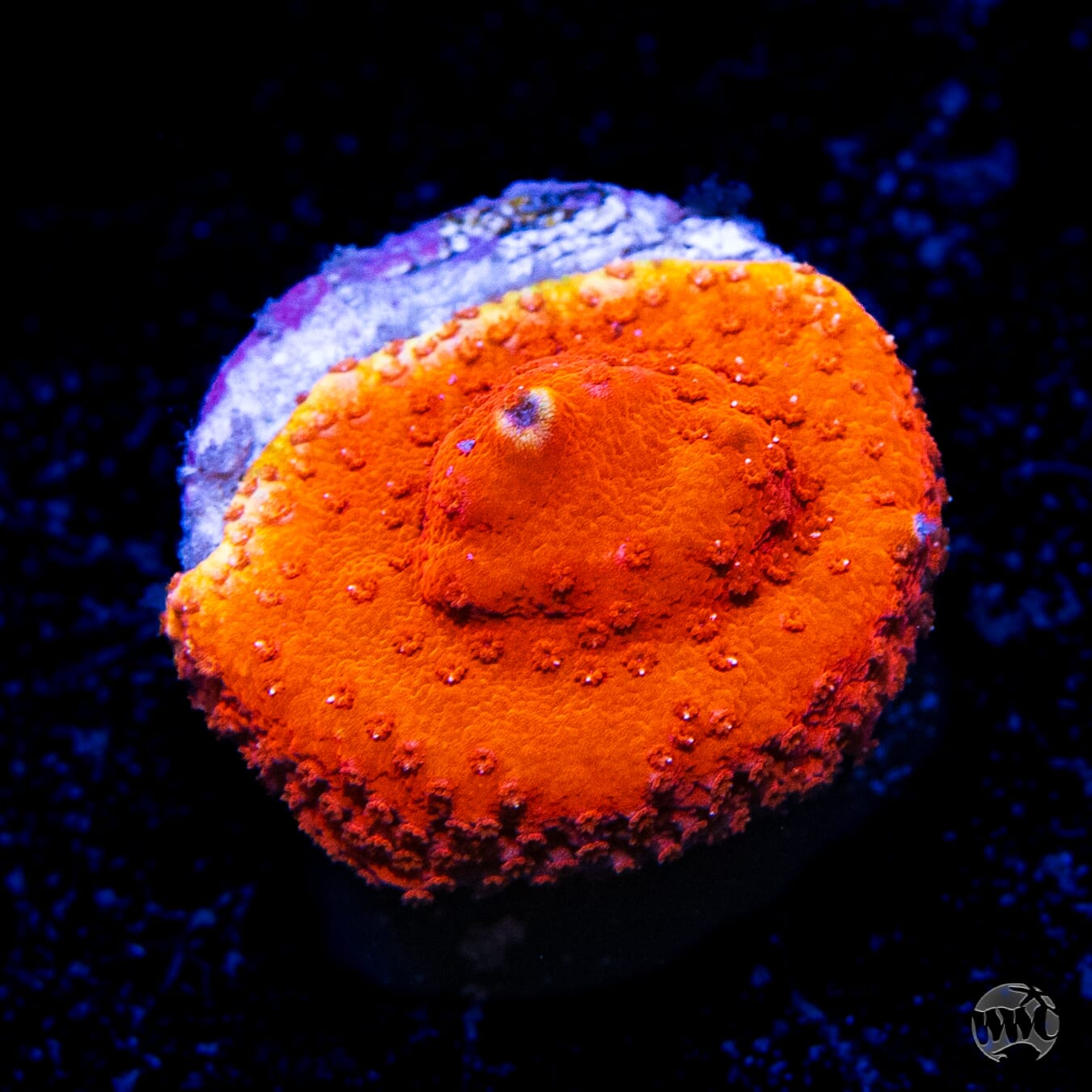 Atomic Orange Montipora