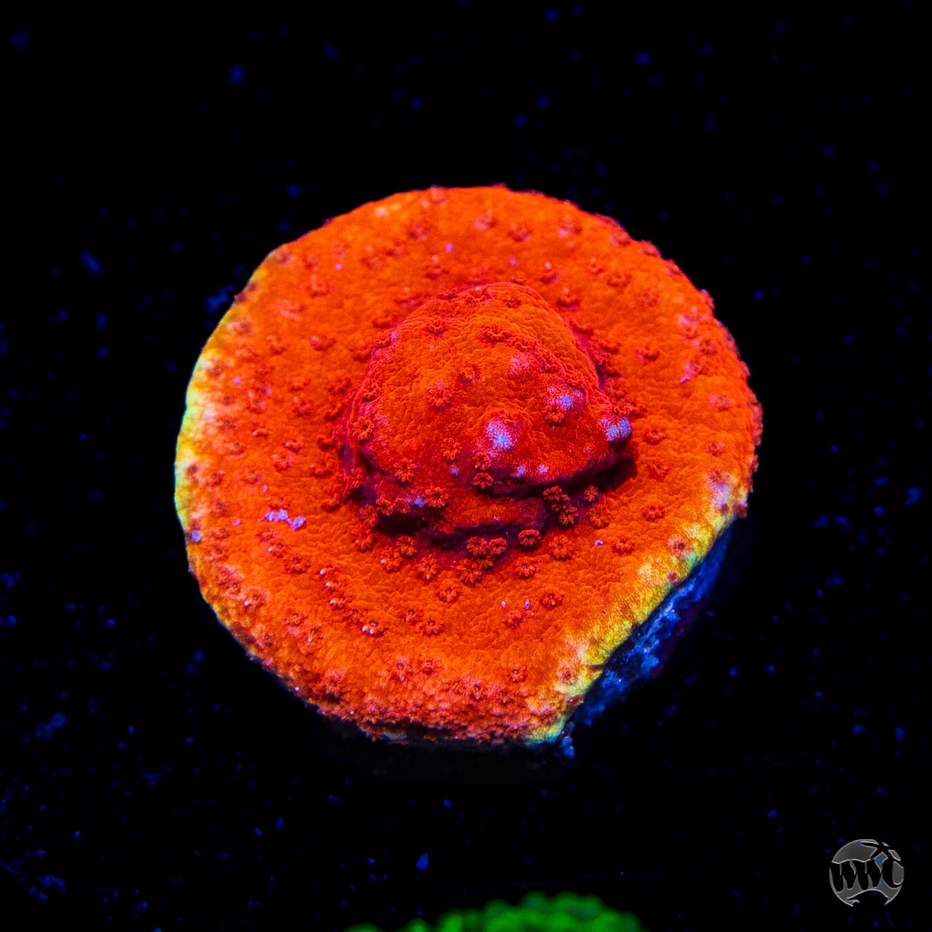 Atomic Orange Montipora