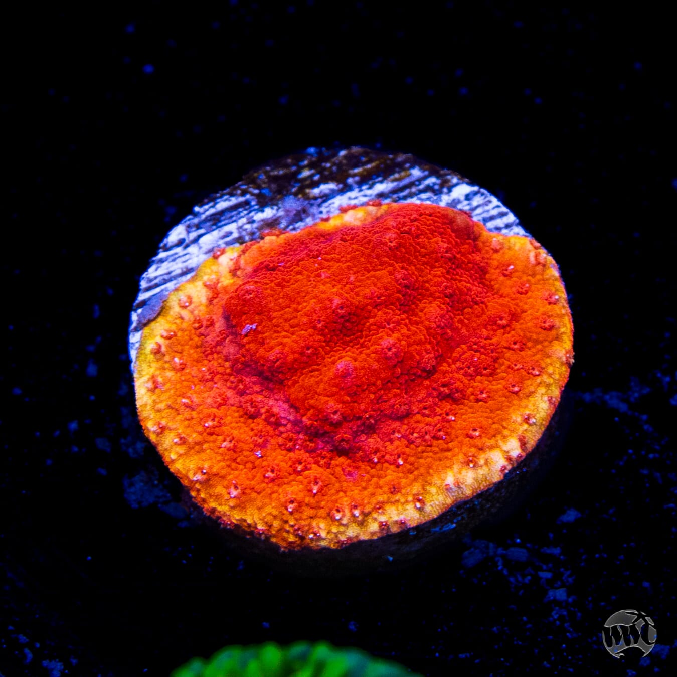 Atomic Orange Montipora